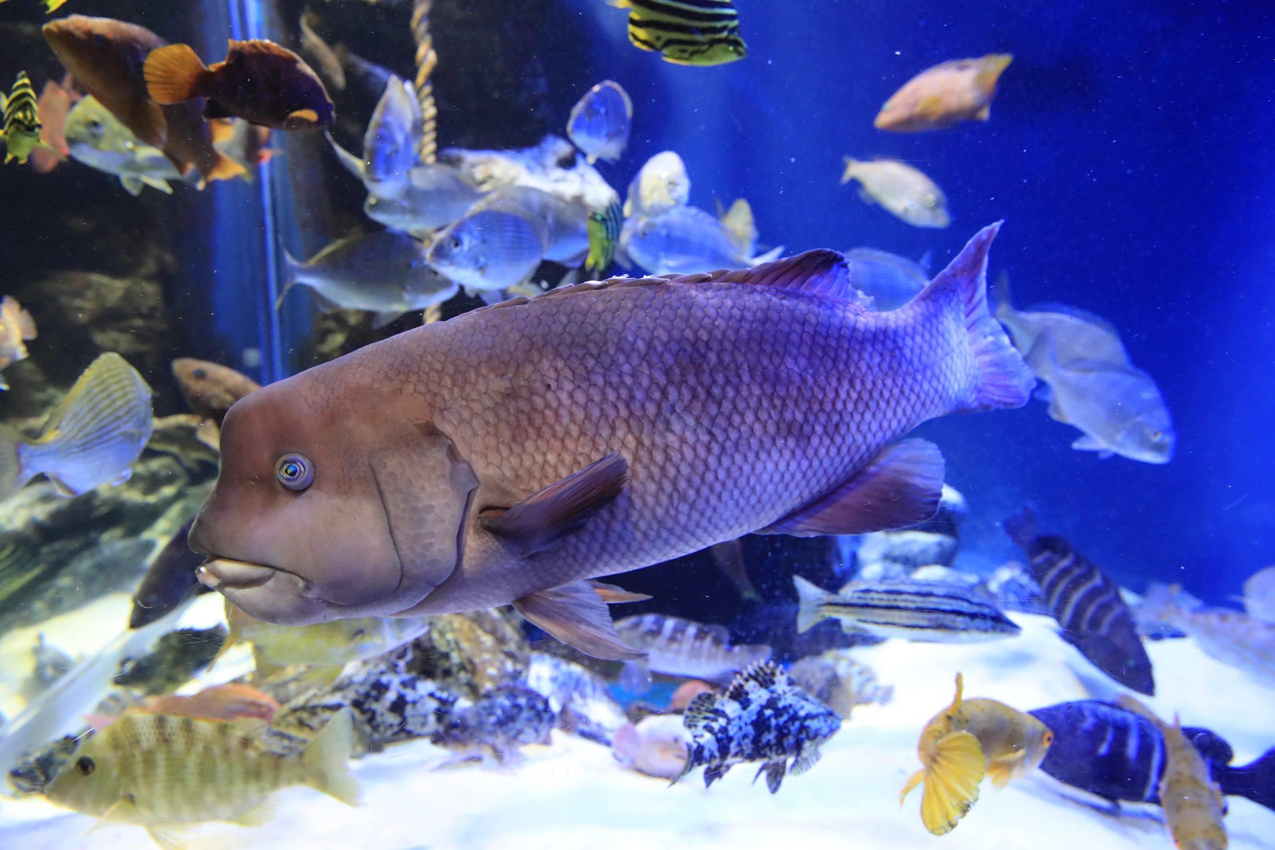 コブダイ 生きもの図鑑 鳥羽水族館 コブダイ 生きもの図鑑 鳥羽水族館