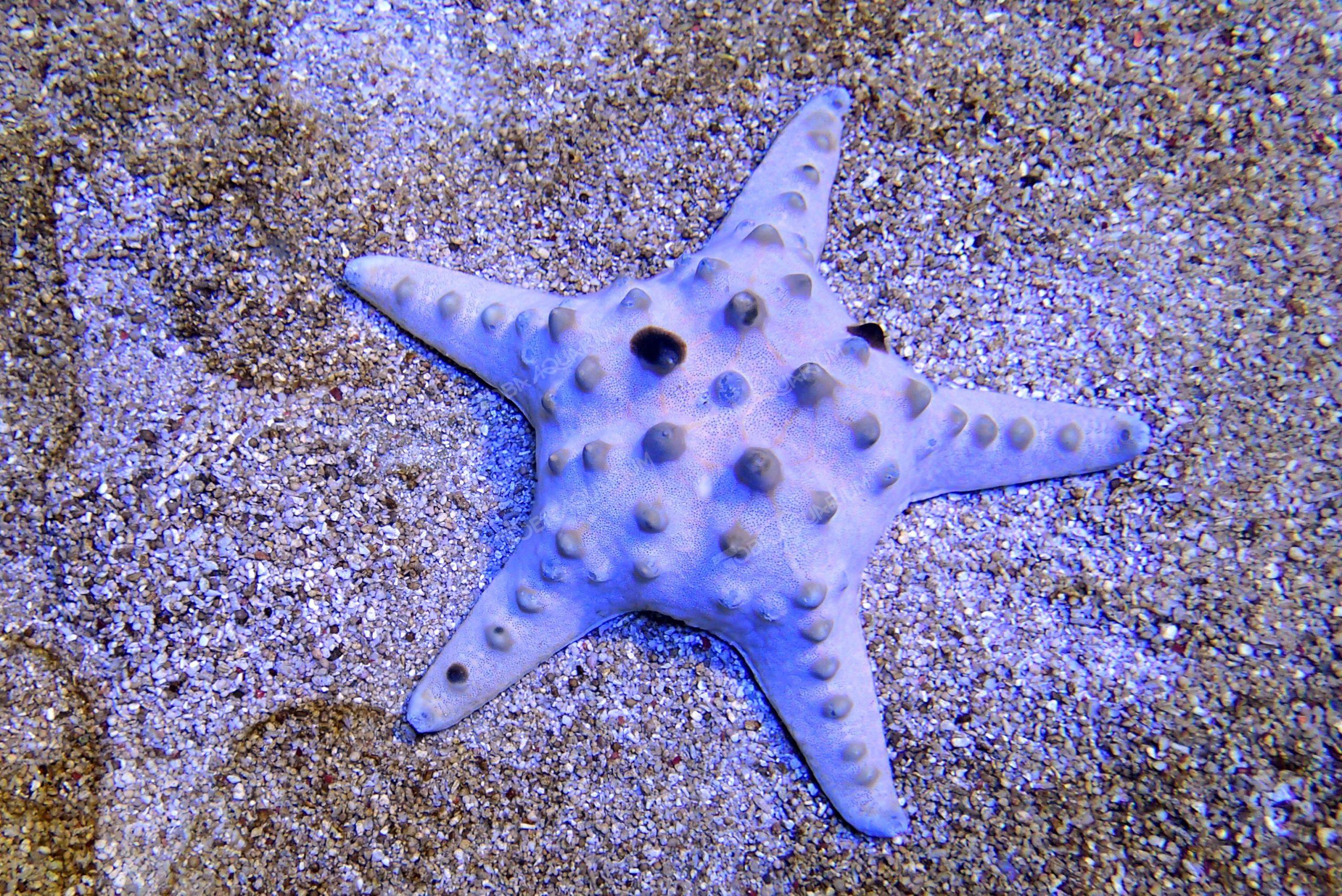 コブヒトデ 生きもの図鑑 鳥羽水族館 コブヒトデ 生きもの図鑑 鳥羽水族館