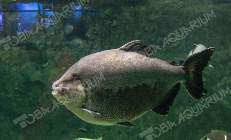 コロソマ - 生きもの図鑑 鳥羽水族館