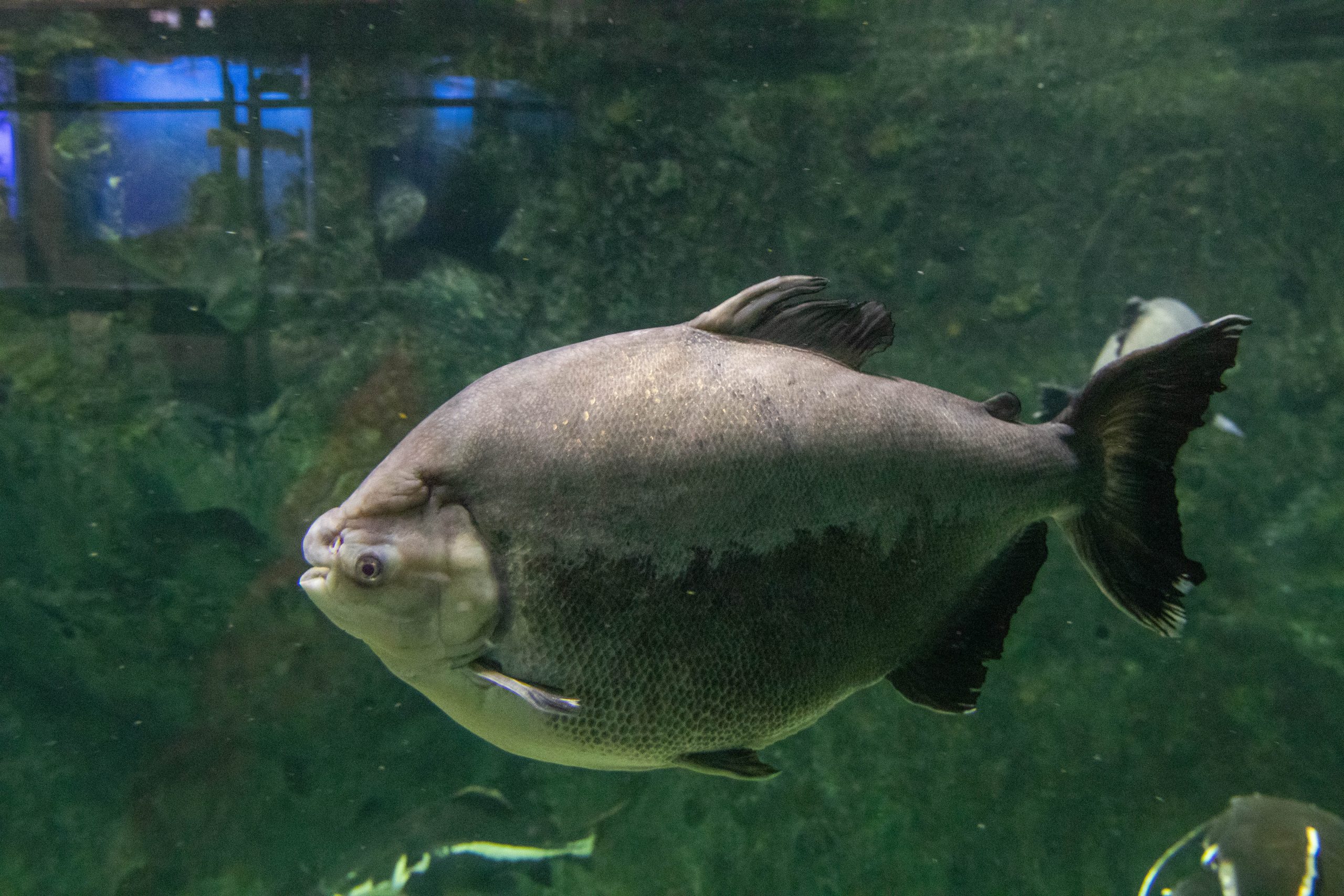 コロソマ - 生きもの図鑑 鳥羽水族館 
