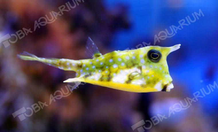 コンゴウフグ 生きもの図鑑 鳥羽水族館