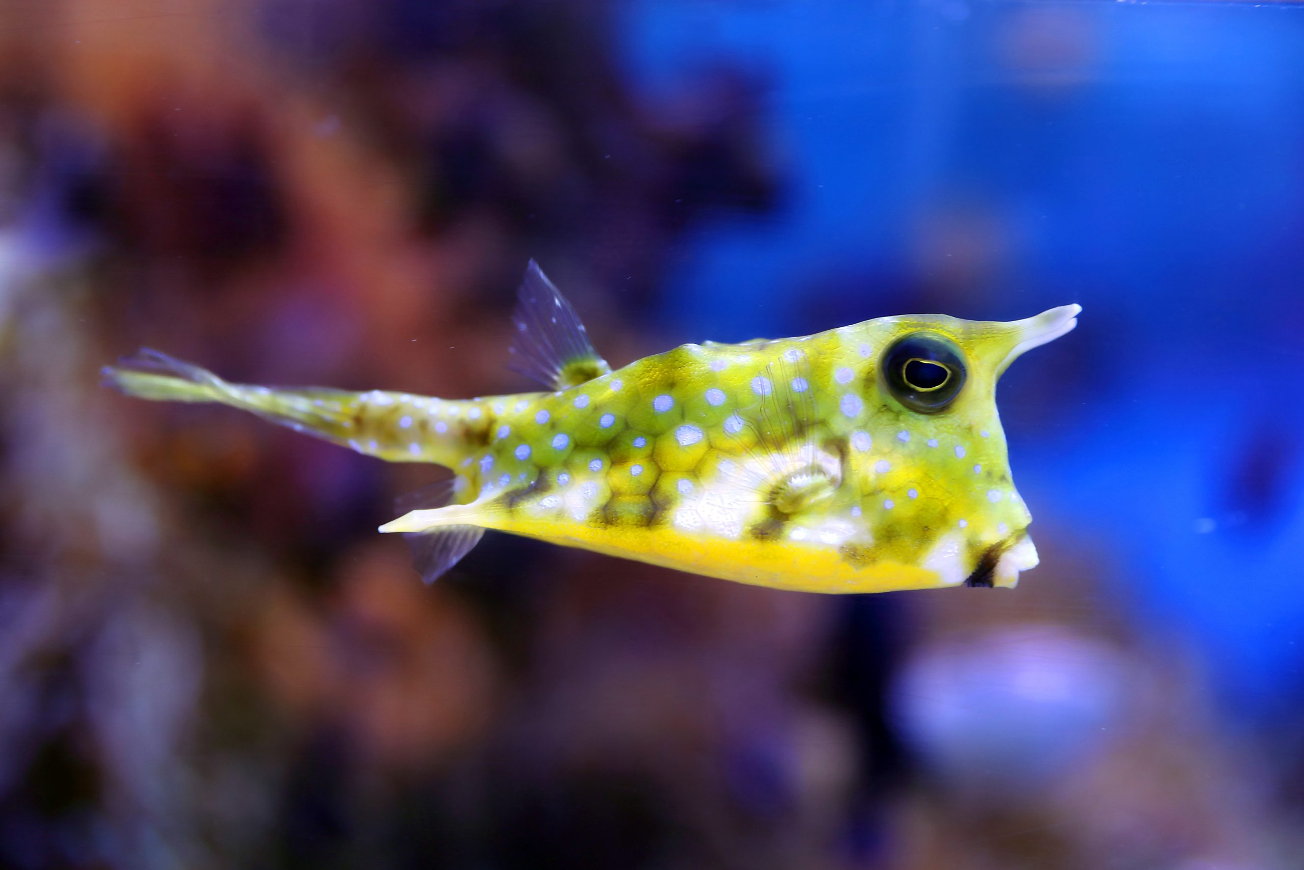 コンゴウフグ 生きもの図鑑 鳥羽水族館 コンゴウフグ 生きもの図鑑 鳥羽水族館