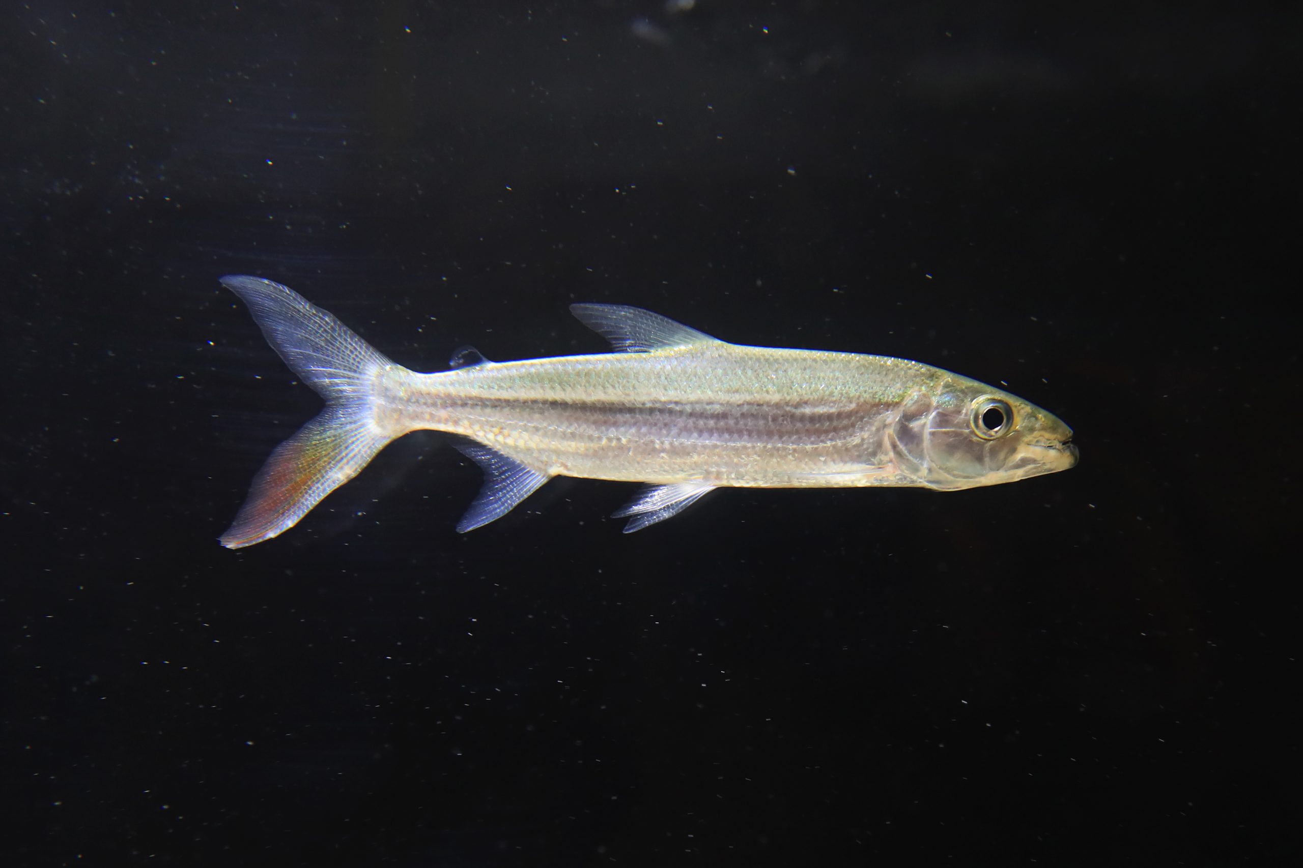 ゴライアス タイガーフィッシュ 生きもの図鑑 鳥羽水族館