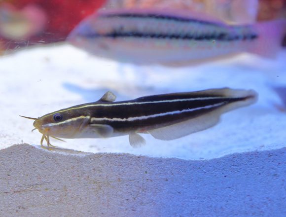 ナマズ目 生きもの図鑑 鳥羽水族館