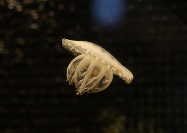 シンデレラウミウシ 生きもの図鑑 鳥羽水族館