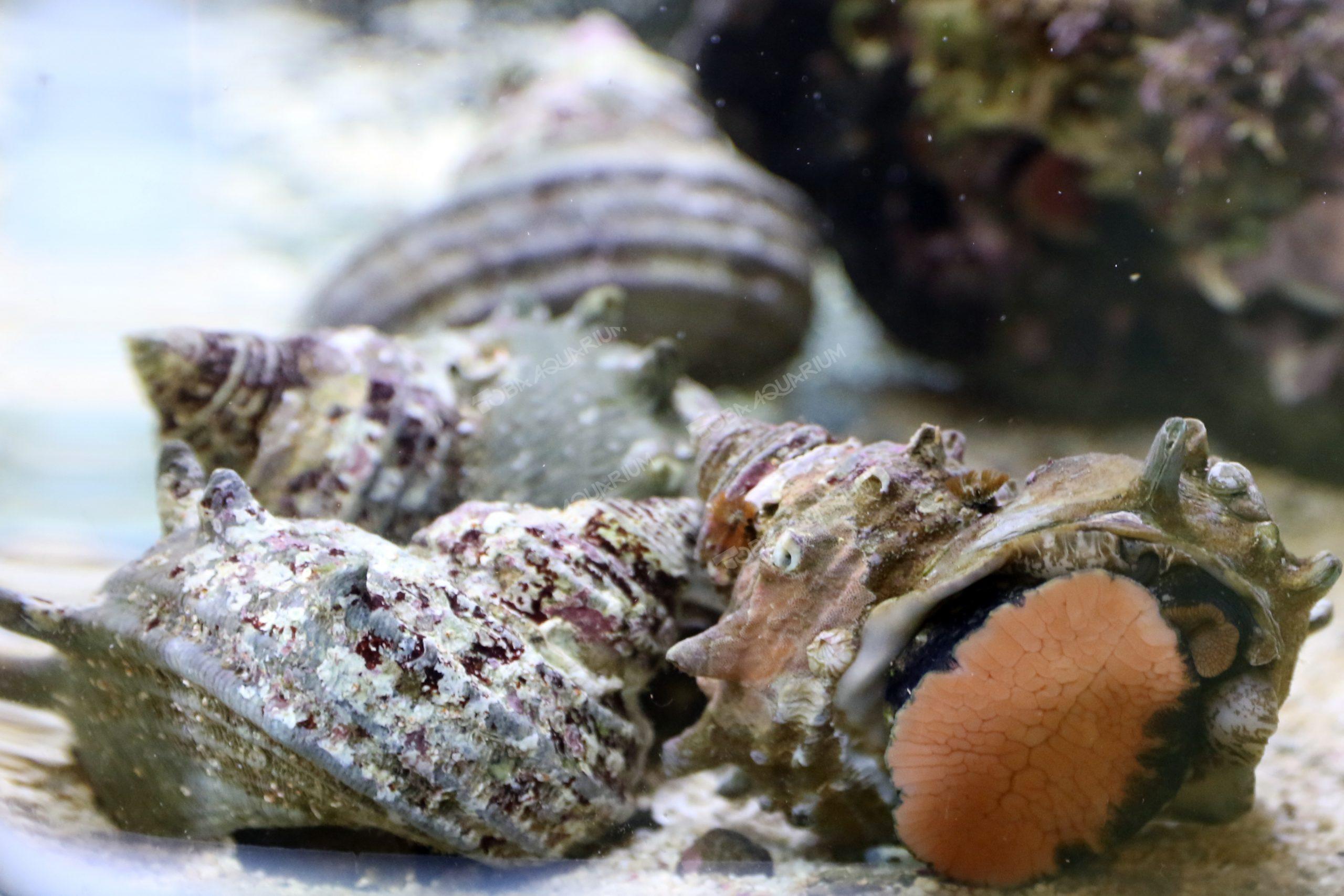 サザエ 生きもの図鑑 鳥羽水族館