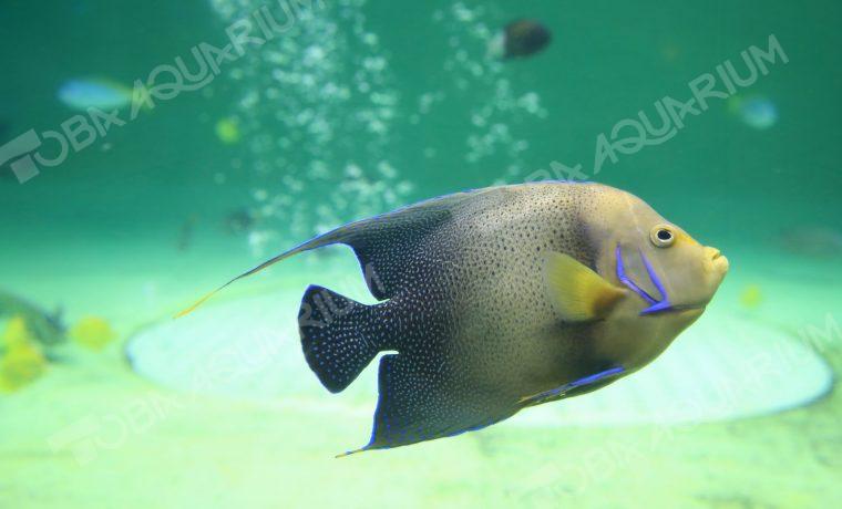 サザナミヤッコ 生きもの図鑑 鳥羽水族館