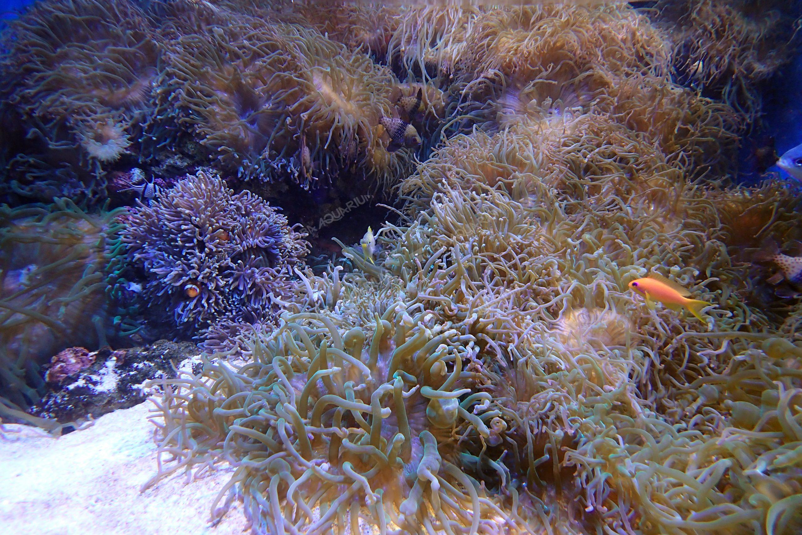 サンゴイソギンチャク 生きもの図鑑 鳥羽水族館