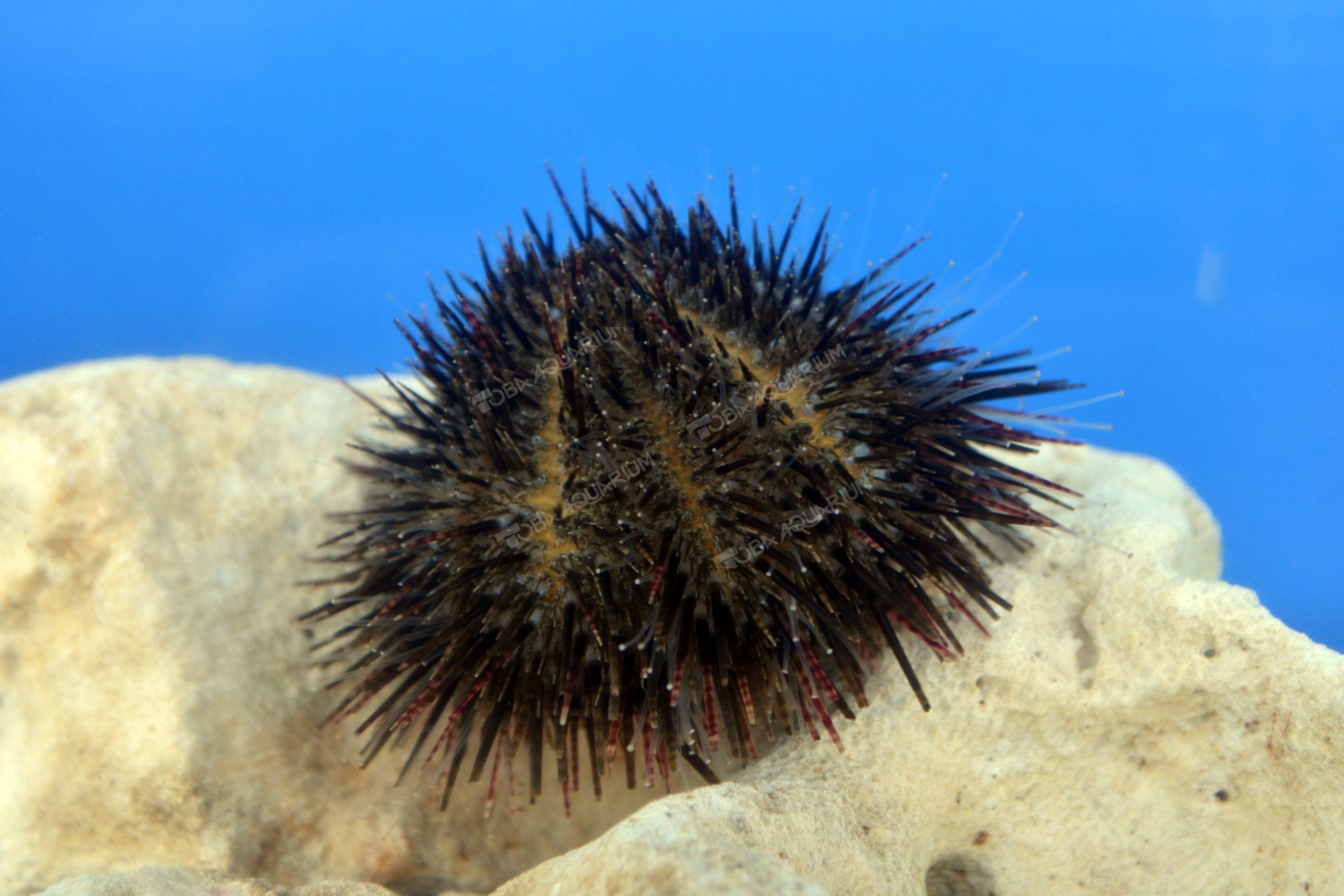 サンショウウニ 生きもの図鑑 鳥羽水族館 サンショウウニ 生きもの図鑑 鳥羽水族館