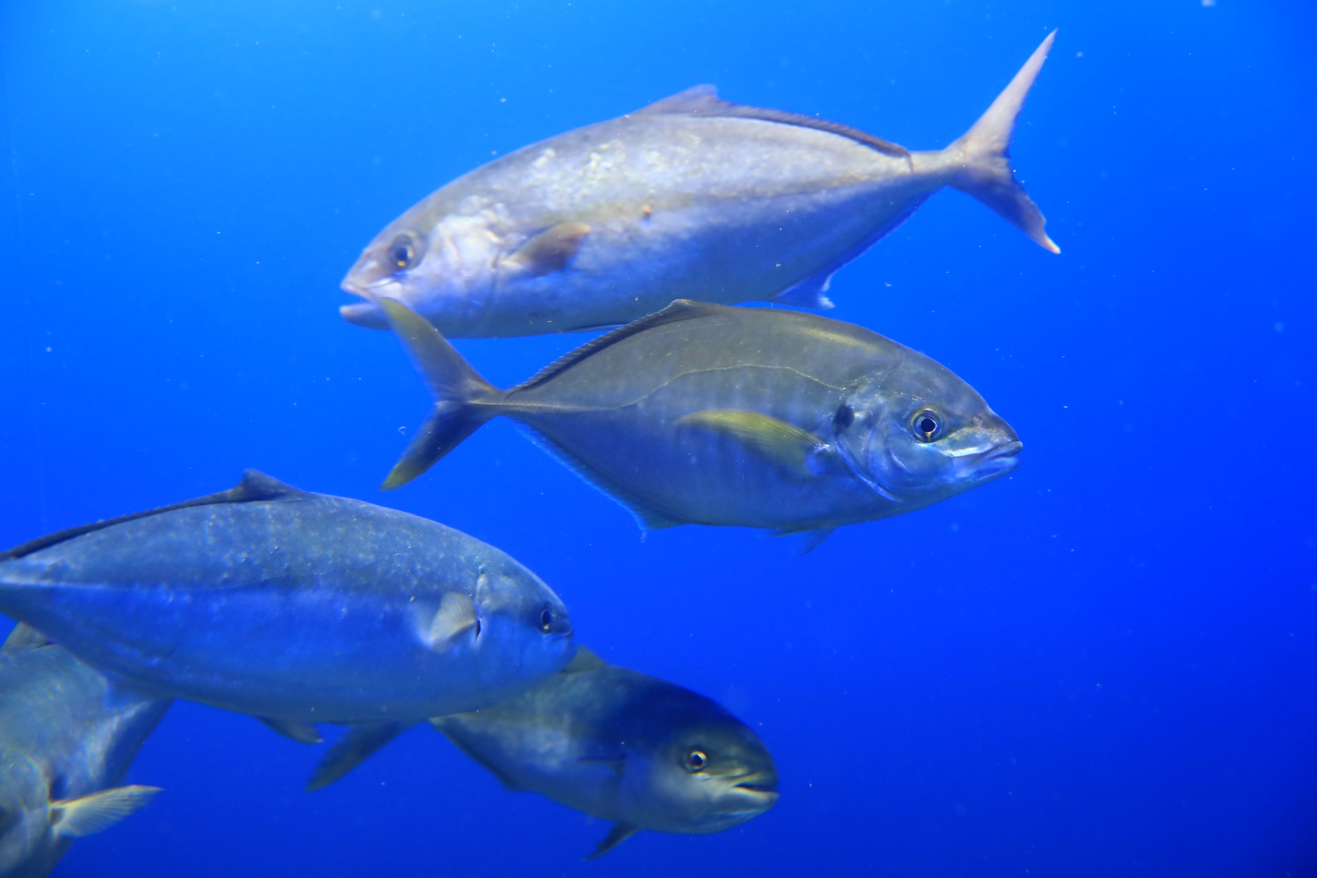 シマアジ 生きもの図鑑 鳥羽水族館