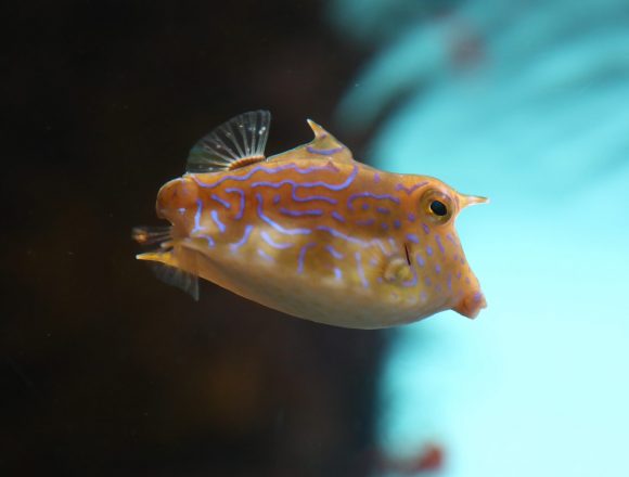 ハコフグ科 生きもの図鑑 鳥羽水族館