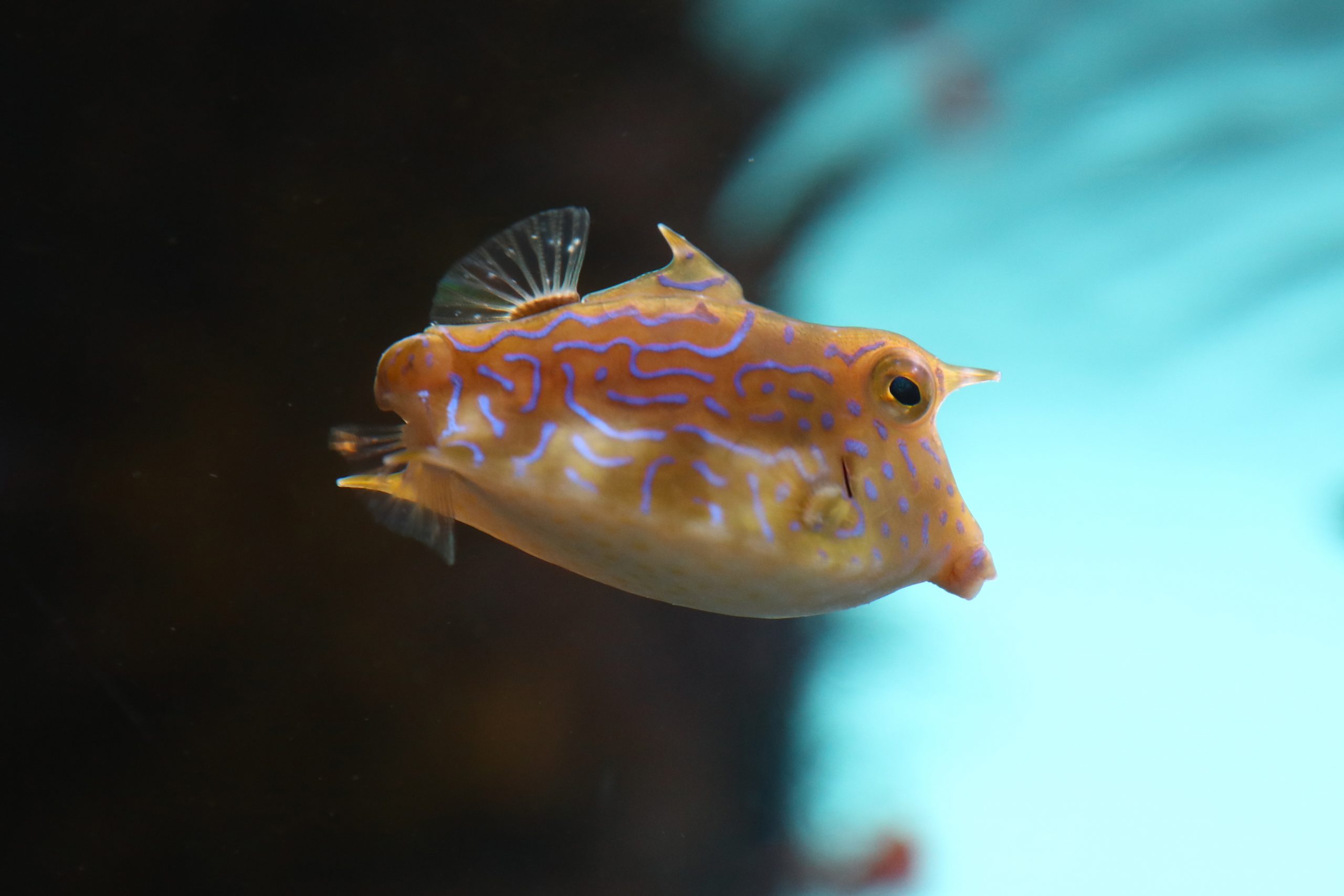 シマウミスズメ 生きもの図鑑 鳥羽水族館 シマウミスズメ 生きもの図鑑 鳥羽水族館