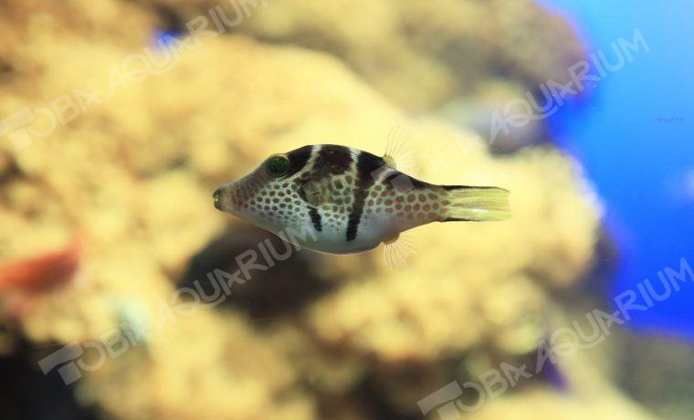 シマキンチャクフグ 生きもの図鑑 鳥羽水族館 シマキンチャクフグ 生きもの図鑑 鳥羽水族館