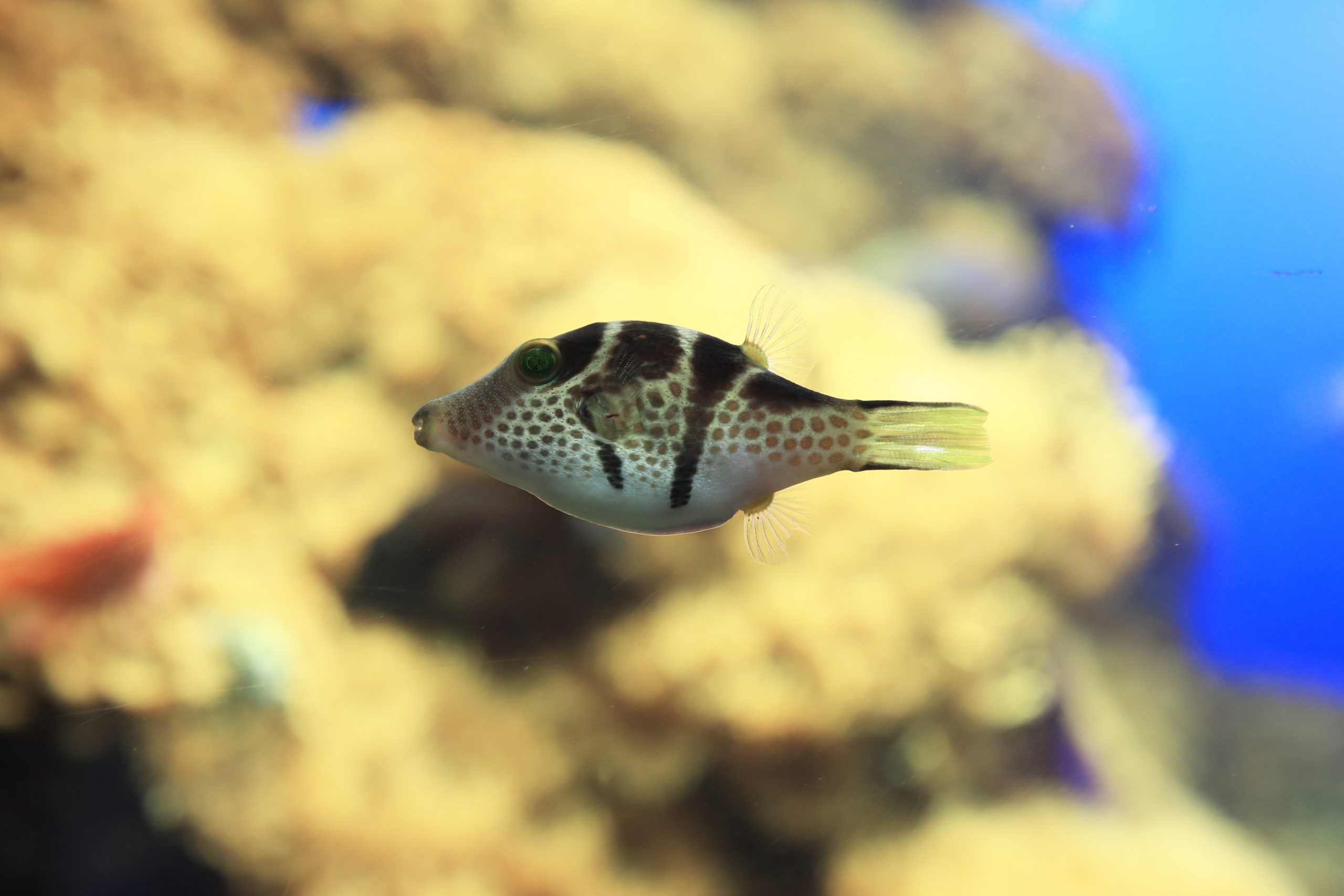 シマキンチャクフグ 生きもの図鑑 鳥羽水族館 シマキンチャクフグ 生きもの図鑑 鳥羽水族館