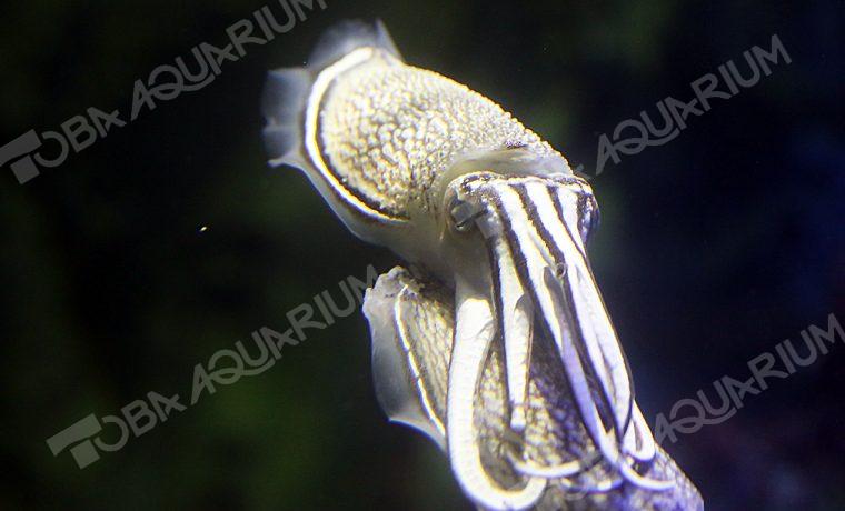 シリヤケイカ 生きもの図鑑 鳥羽水族館