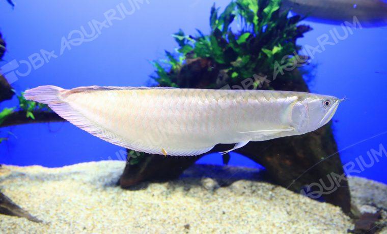 シルバーアロワナ - 生きもの図鑑 鳥羽水族館