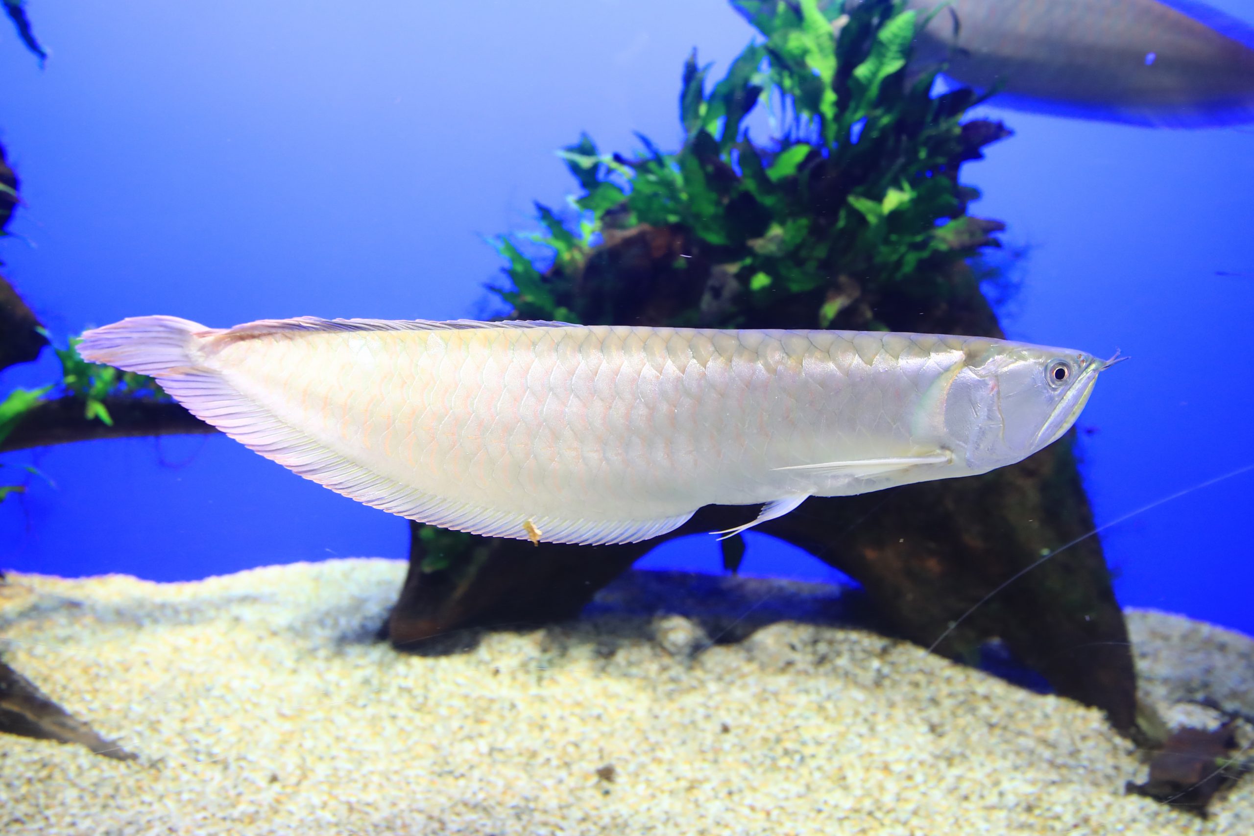 シルバーアロワナ 生きもの図鑑 鳥羽水族館