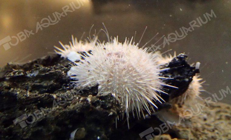 シロウニ 生きもの図鑑 鳥羽水族館 シロウニ 生きもの図鑑 鳥羽水族館