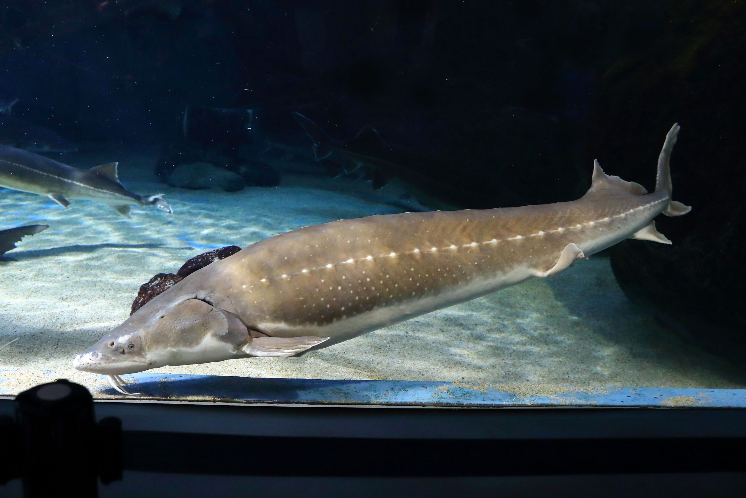 シロチョウザメ 生きもの図鑑 鳥羽水族館