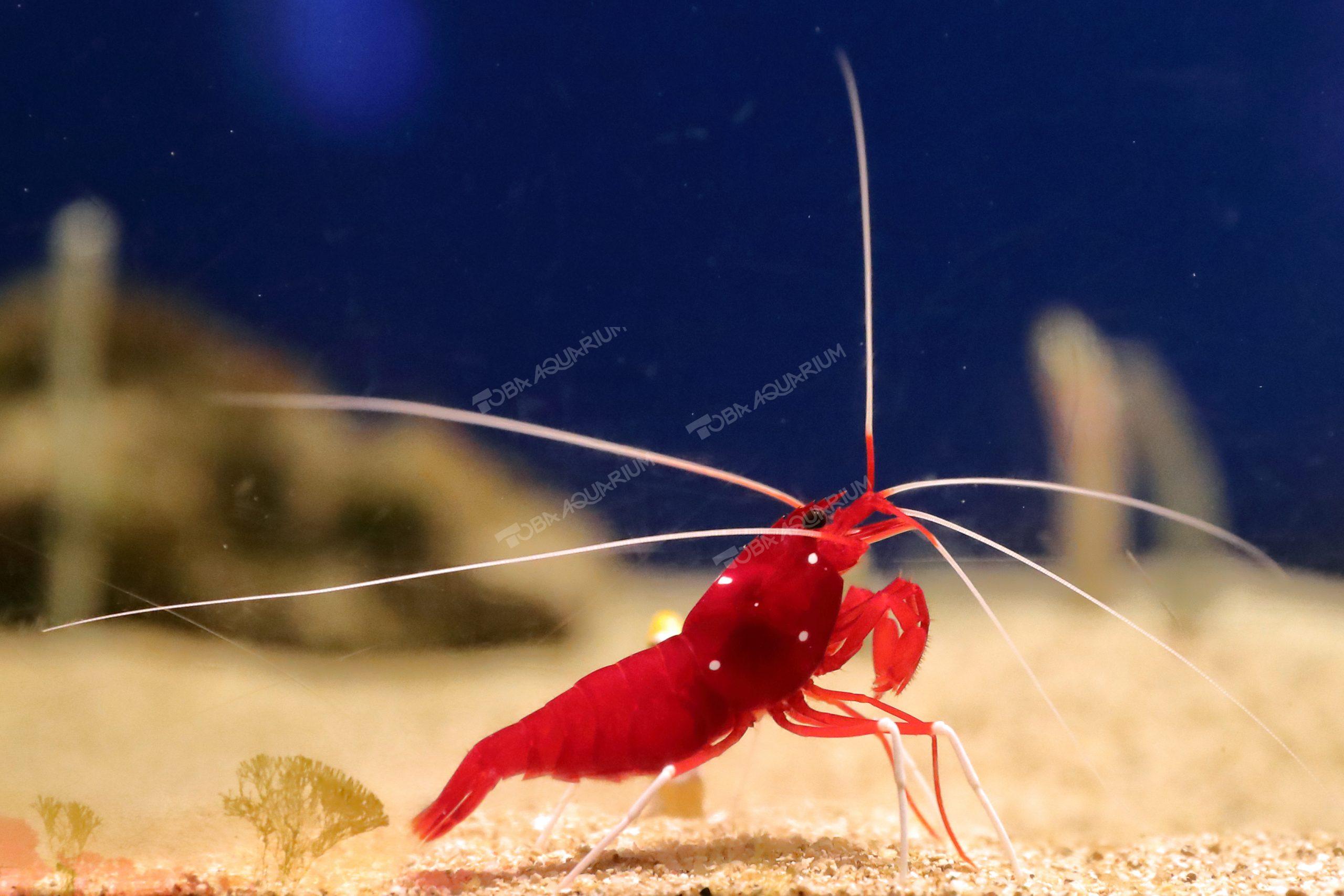 シロボシアカモエビ ホワイトソックス 生きもの図鑑 鳥羽水族館 シロボシアカモエビ ホワイトソックス 生きもの図鑑 鳥羽水族館