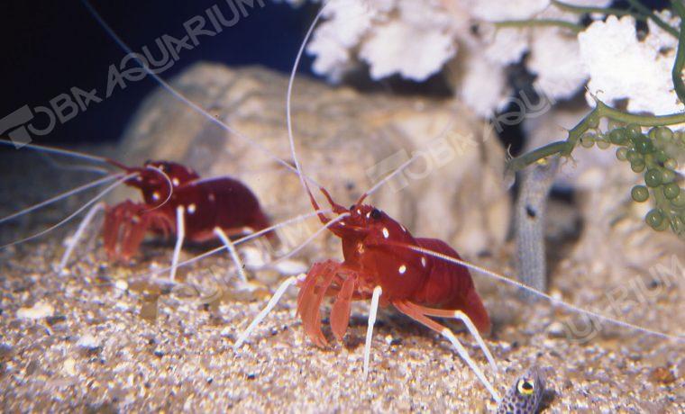 シロボシアカモエビ ホワイトソックス 生きもの図鑑 鳥羽水族館 シロボシアカモエビ ホワイトソックス 生きもの図鑑 鳥羽水族館