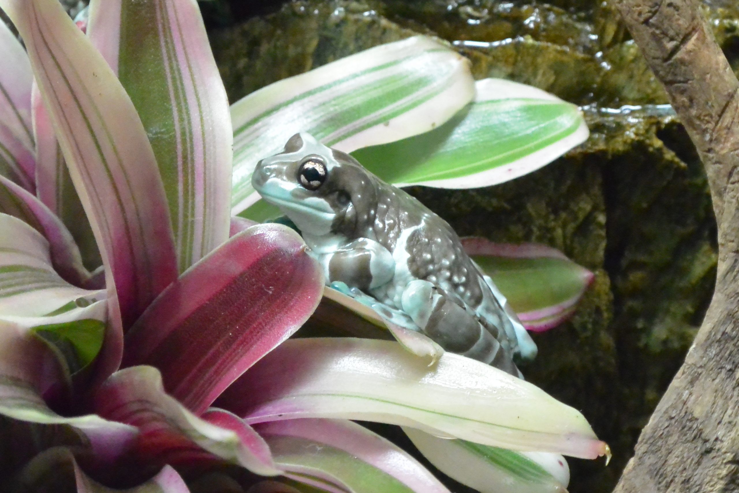 ジュウジメドクアマガエル 生きもの図鑑 鳥羽水族館