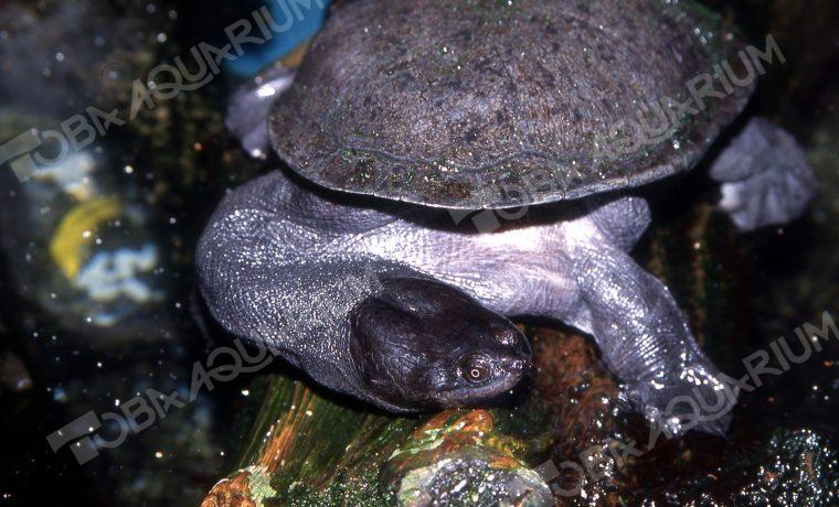 ジーベンロックナガクビガメ 生きもの図鑑 鳥羽水族館