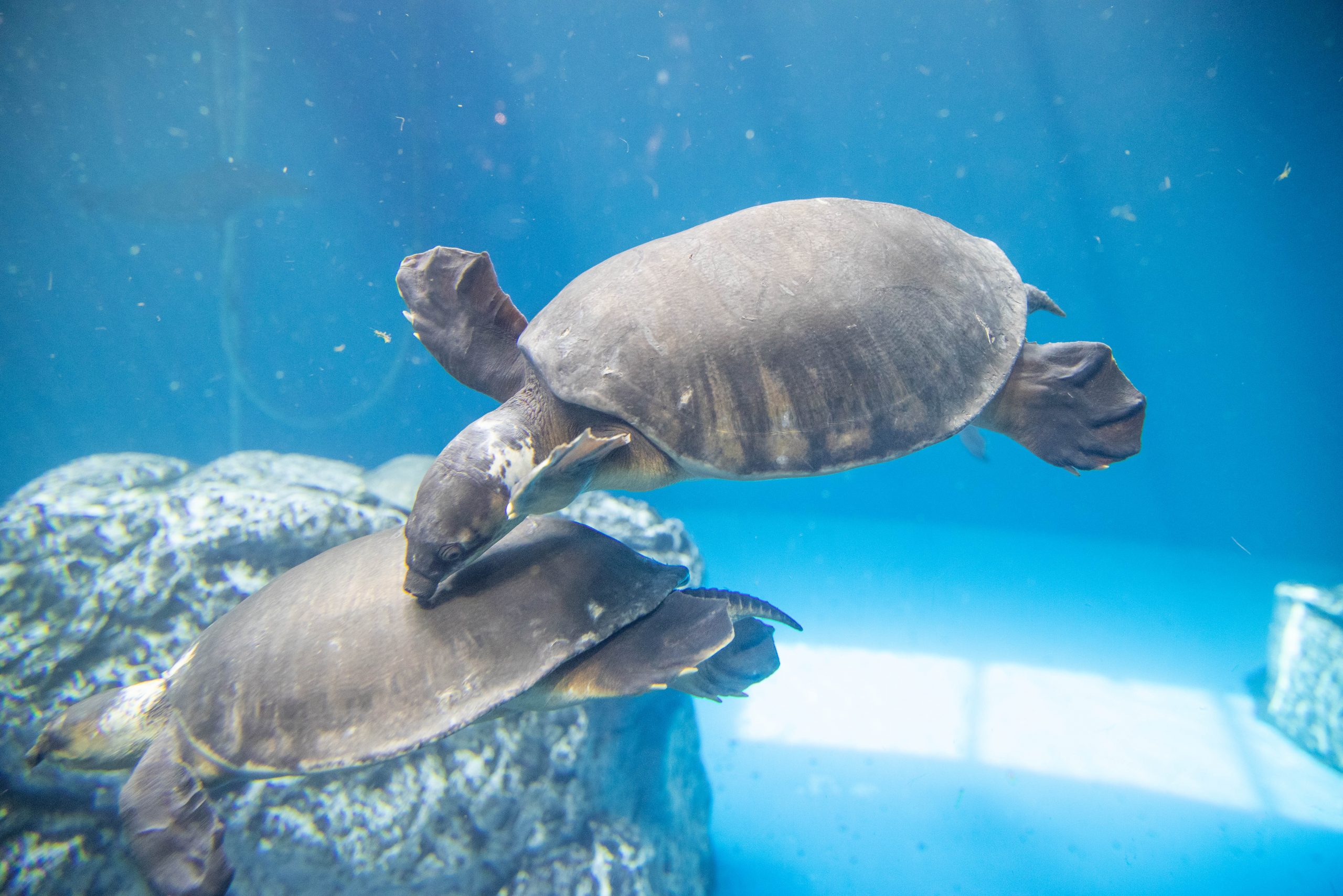 スッポンモドキ 生きもの図鑑 鳥羽水族館