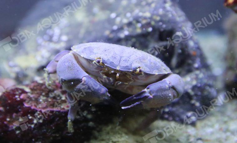 スベスベマンジュウガニ 生きもの図鑑 鳥羽水族館