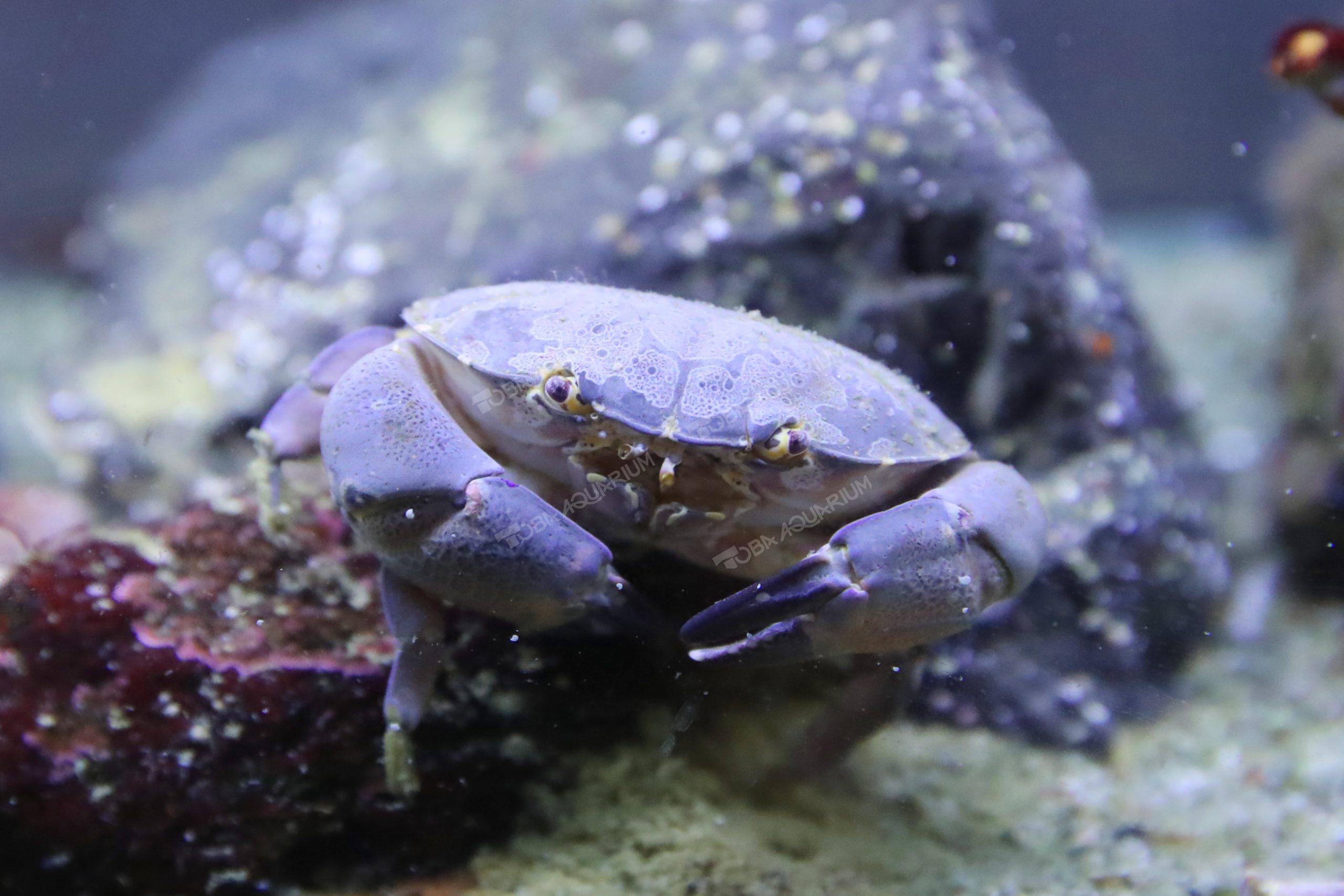 スベスベマンジュウガニ 生きもの図鑑 鳥羽水族館