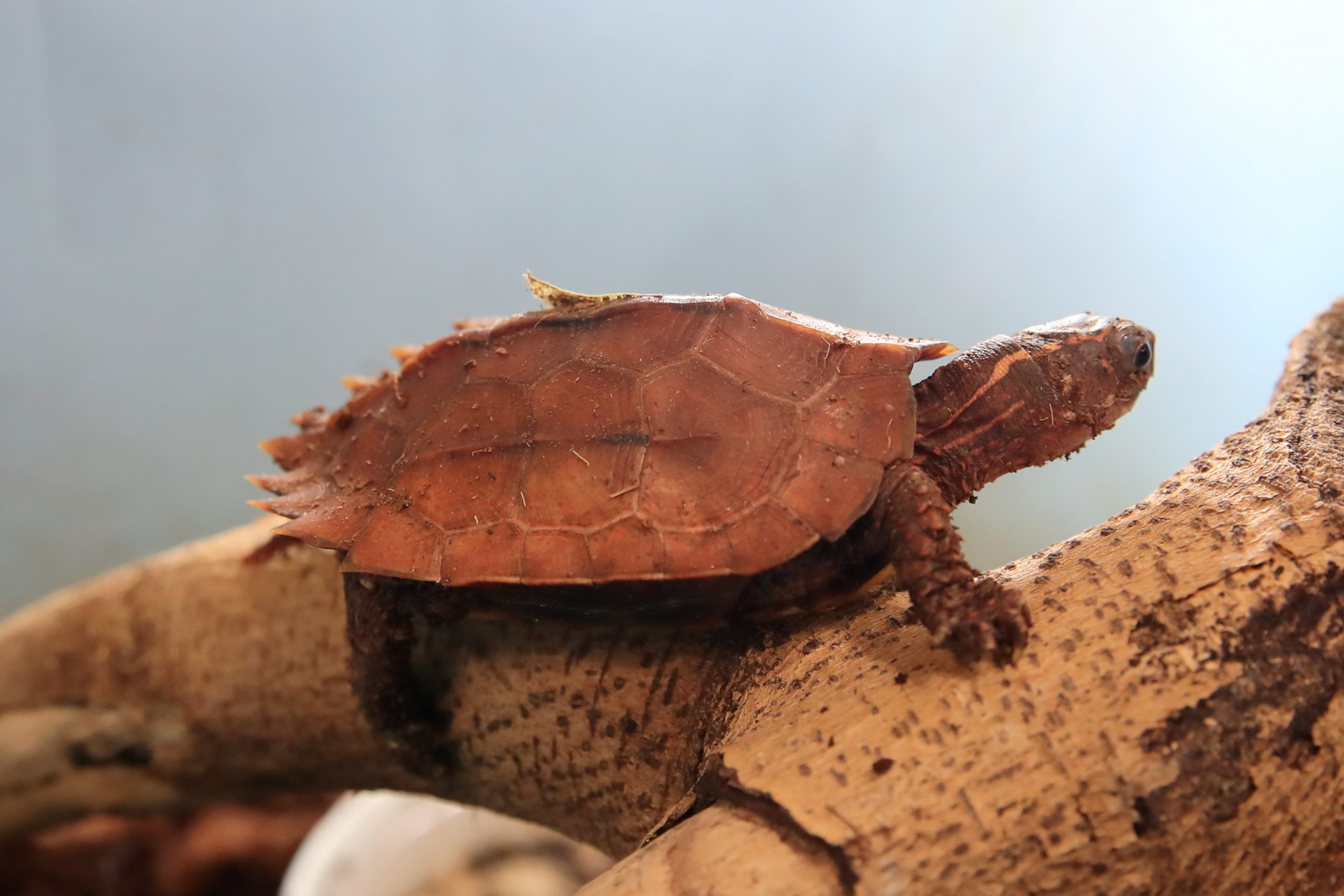 スペングラーヤマガメ - 生きもの図鑑 鳥羽水族館