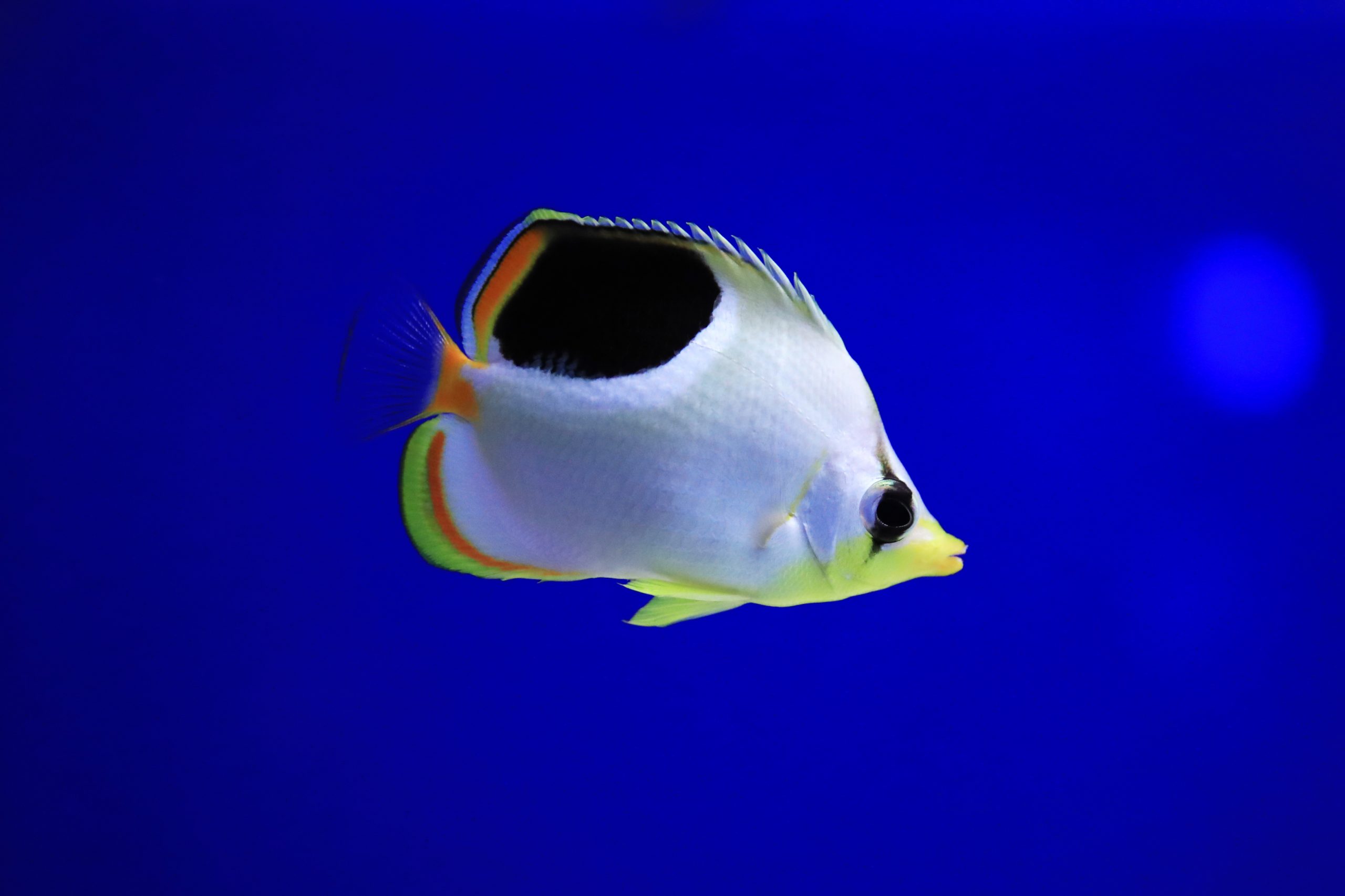 セグロチョウチョウウオ 生きもの図鑑 鳥羽水族館