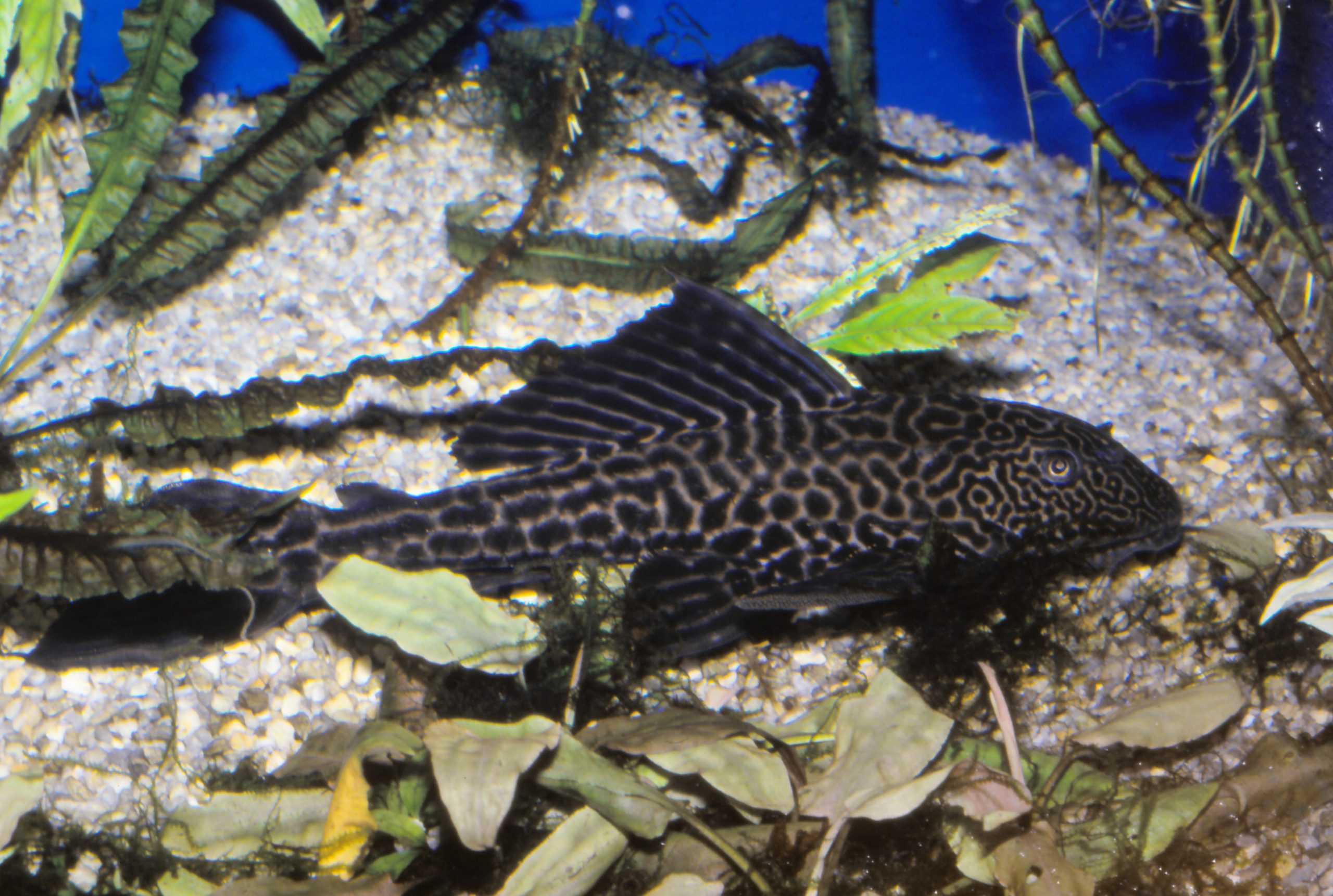 セルフィンプレコ - 生きもの図鑑 鳥羽水族館