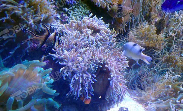 センジュイソギンチャク 生きもの図鑑 鳥羽水族館