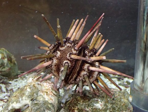 ウニの仲間 生きもの図鑑 鳥羽水族館