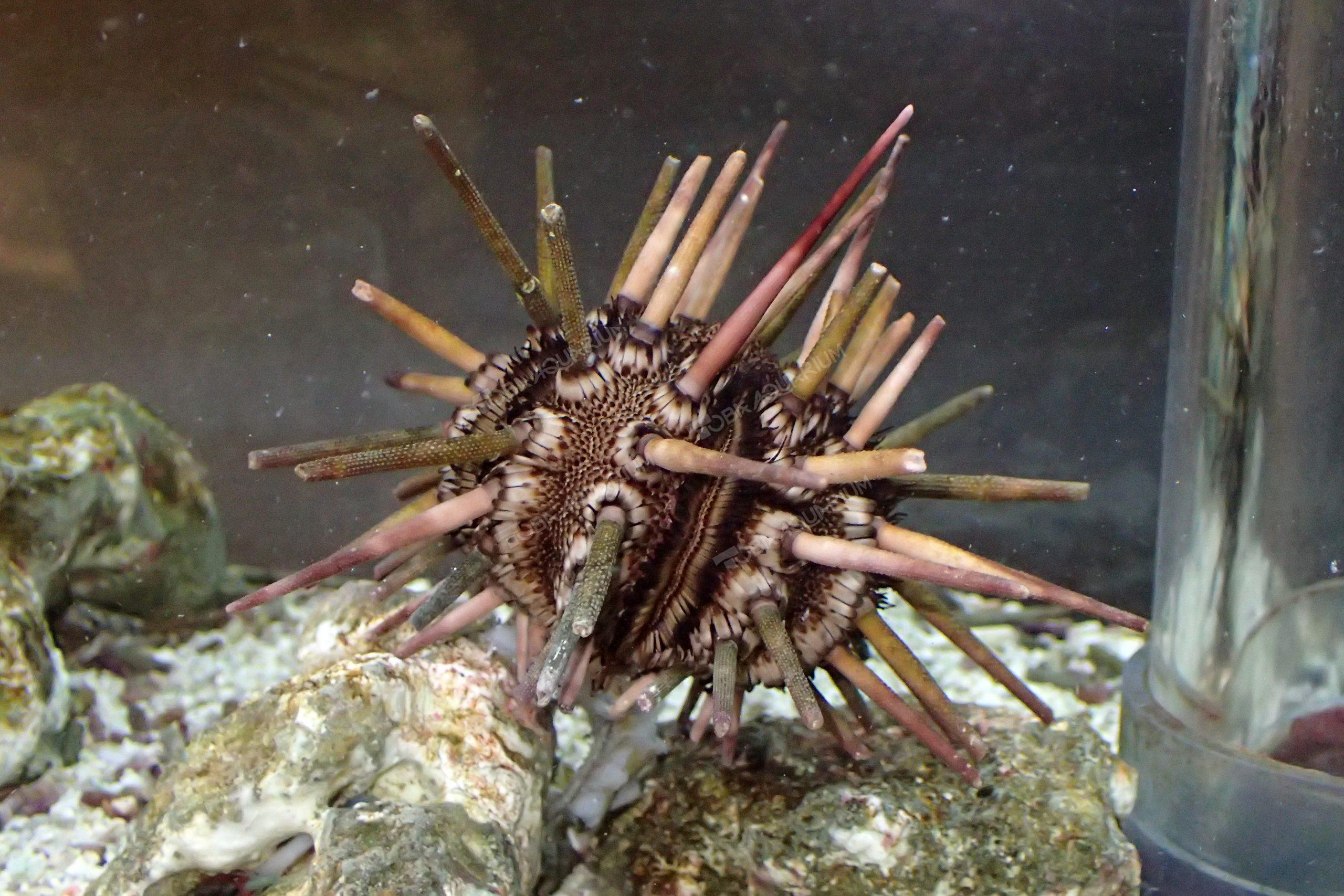 タイセイヨウマツカサウニ 生きもの図鑑 鳥羽水族館