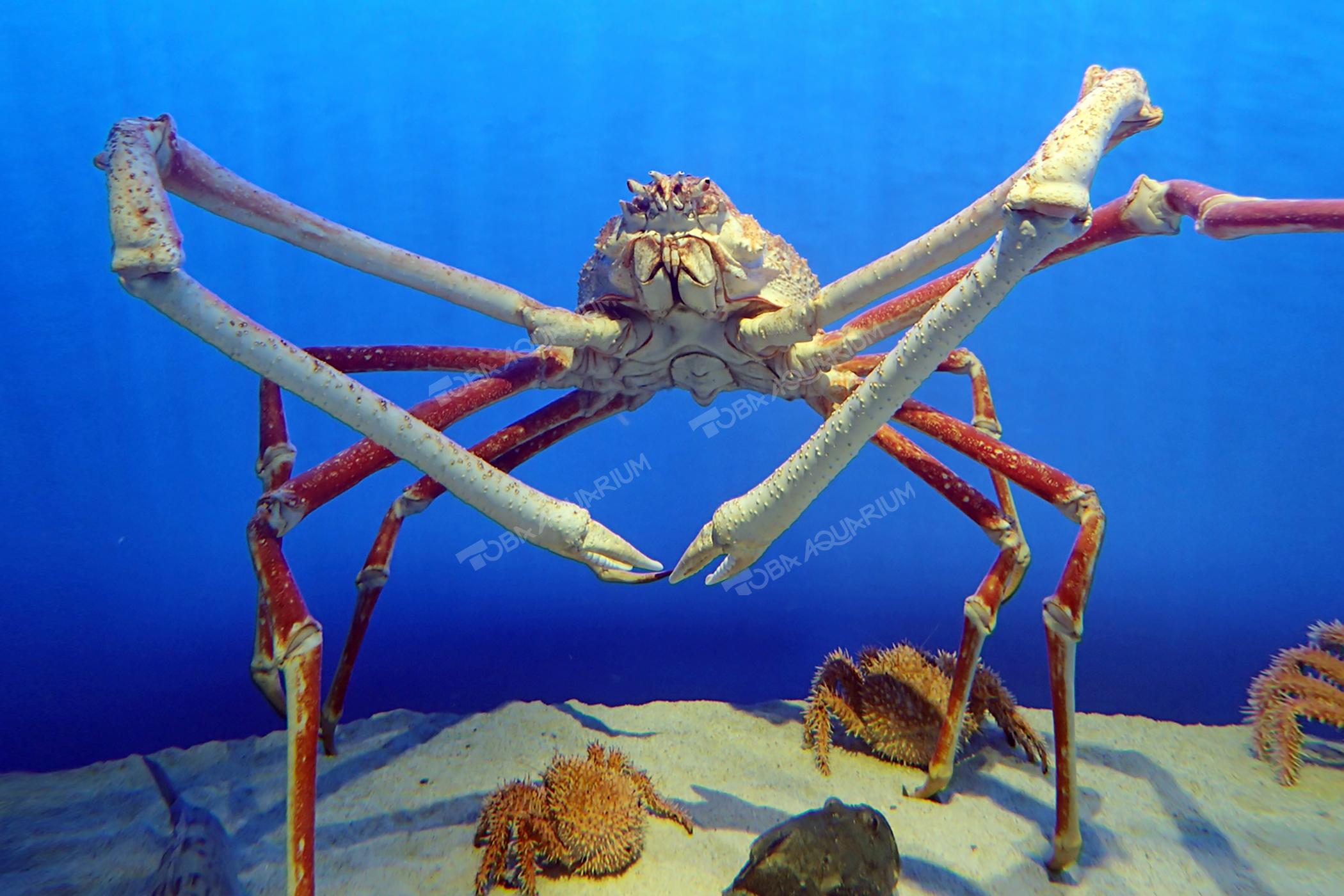 タカアシガニ 生きもの図鑑 鳥羽水族館 タカアシガニ 生きもの図鑑 鳥羽水族館