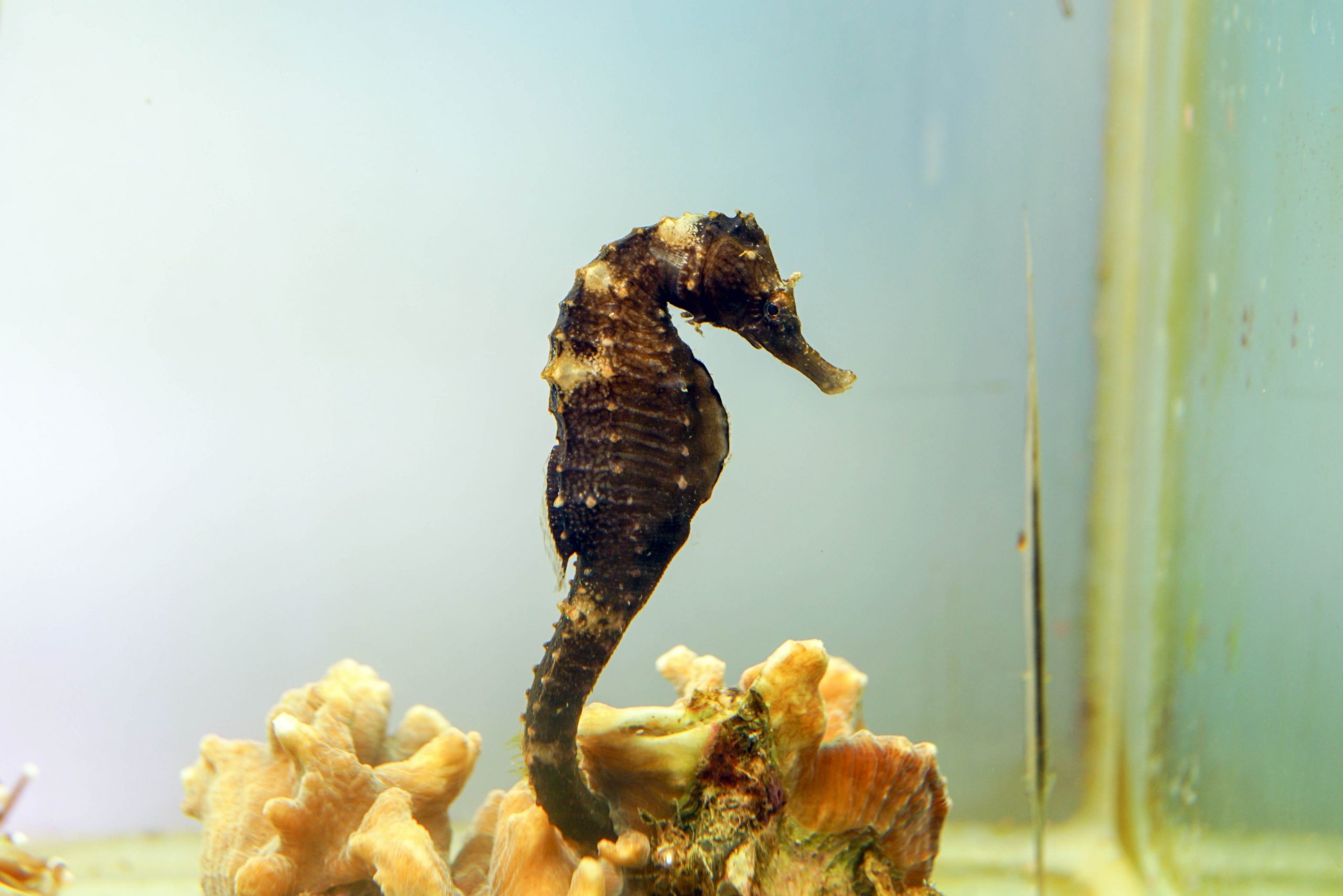 タカクラタツ 生きもの図鑑 鳥羽水族館