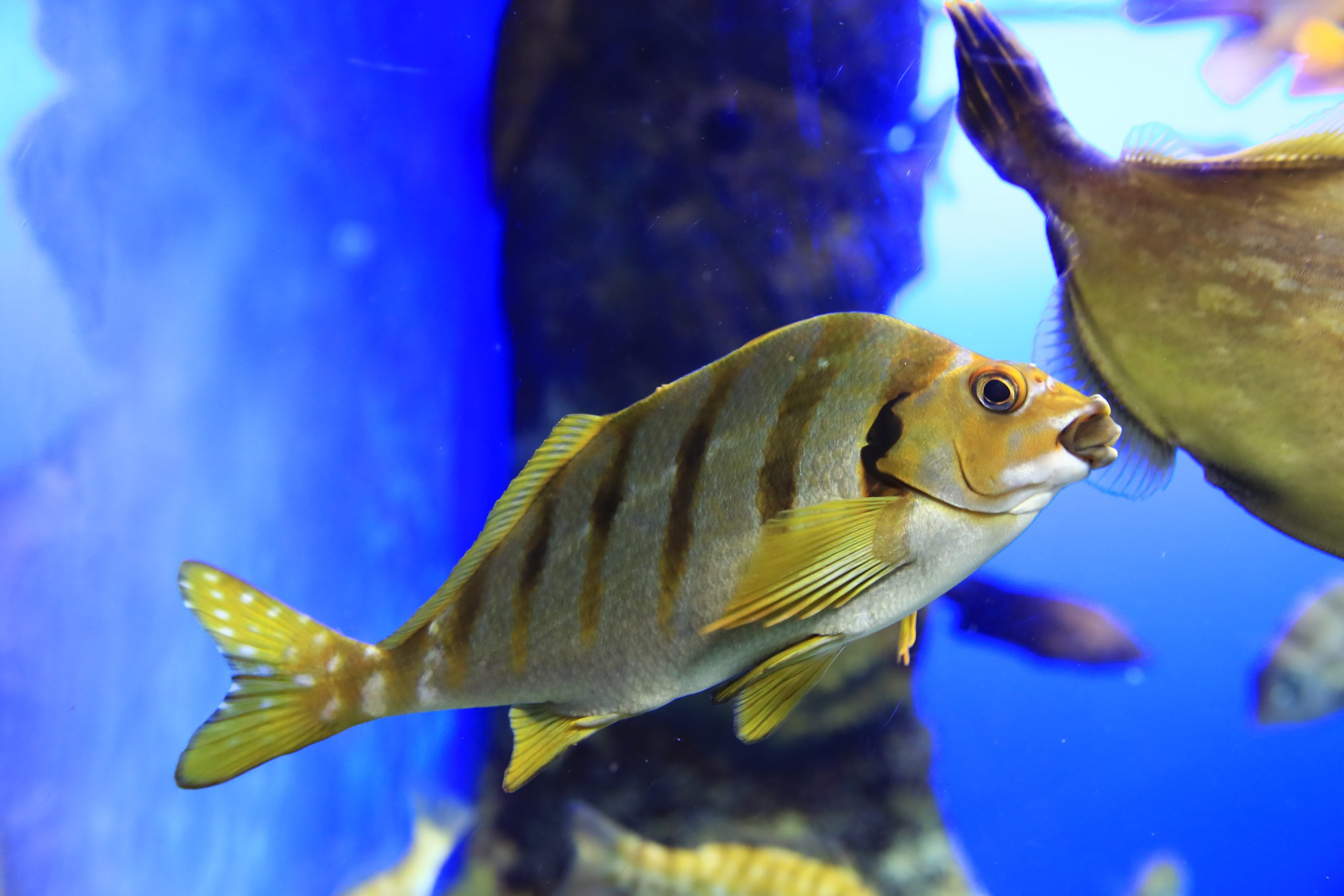 タカノハダイ 生きもの図鑑 鳥羽水族館 タカノハダイ 生きもの図鑑 鳥羽水族館