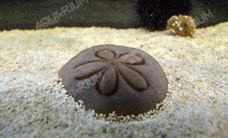 タコノマクラ - 生きもの図鑑 鳥羽水族館