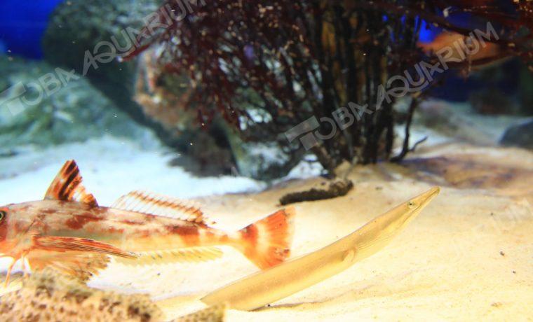 ダイナンウミヘビ 生きもの図鑑 鳥羽水族館 ダイナンウミヘビ 生きもの図鑑 鳥羽水族館