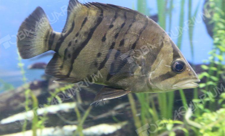 ダトニオ（プラスワン） - 生きもの図鑑 鳥羽水族館