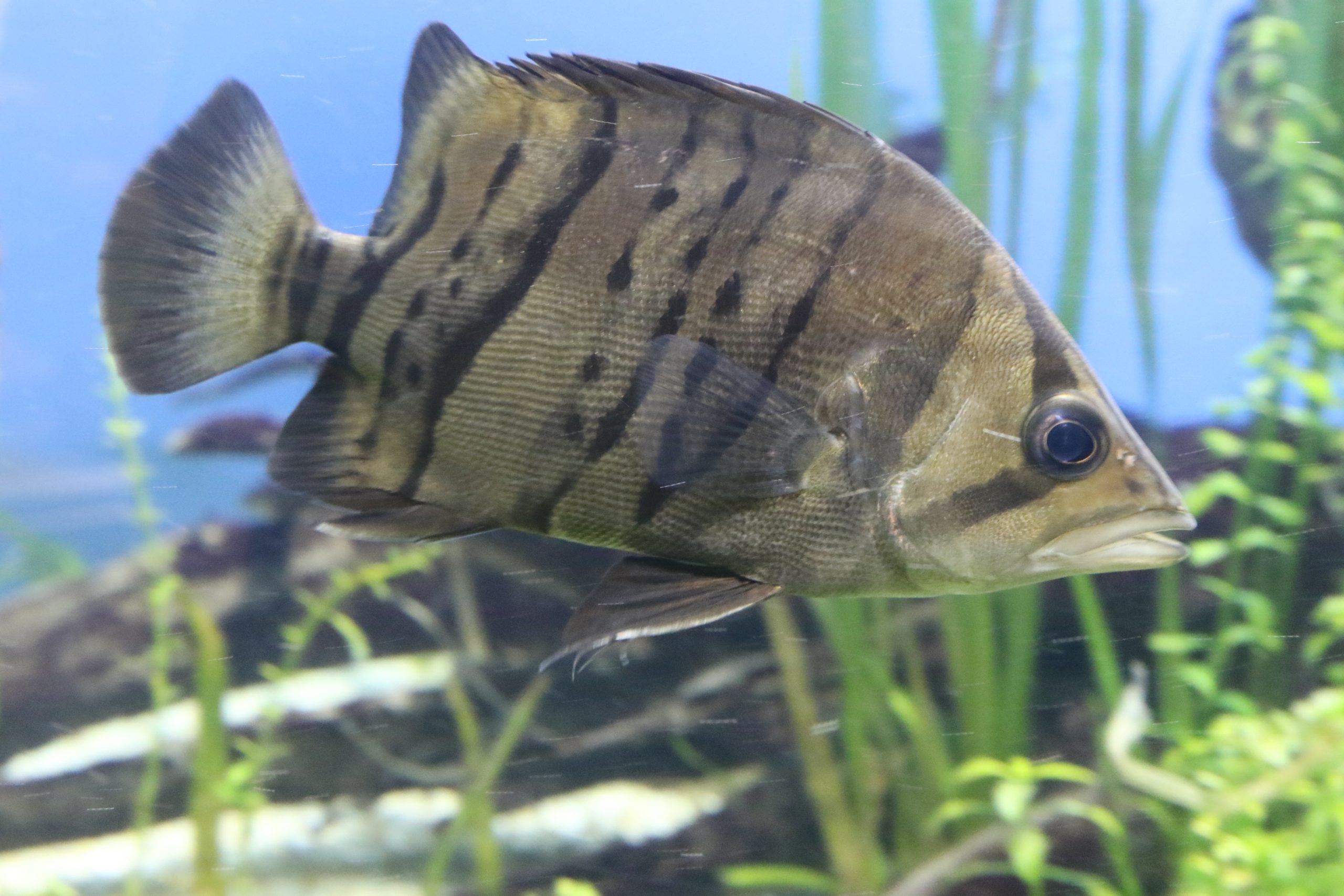 体色の綺麗なダトニオプラスワン±24cｍ ダトニオの種類と飼育方法 | Aqua Market blog