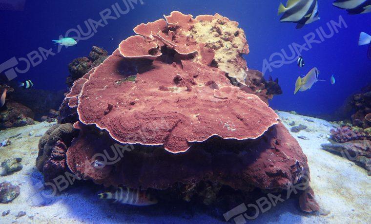 チヂミウスコモンサンゴ - 生きもの図鑑 鳥羽水族館