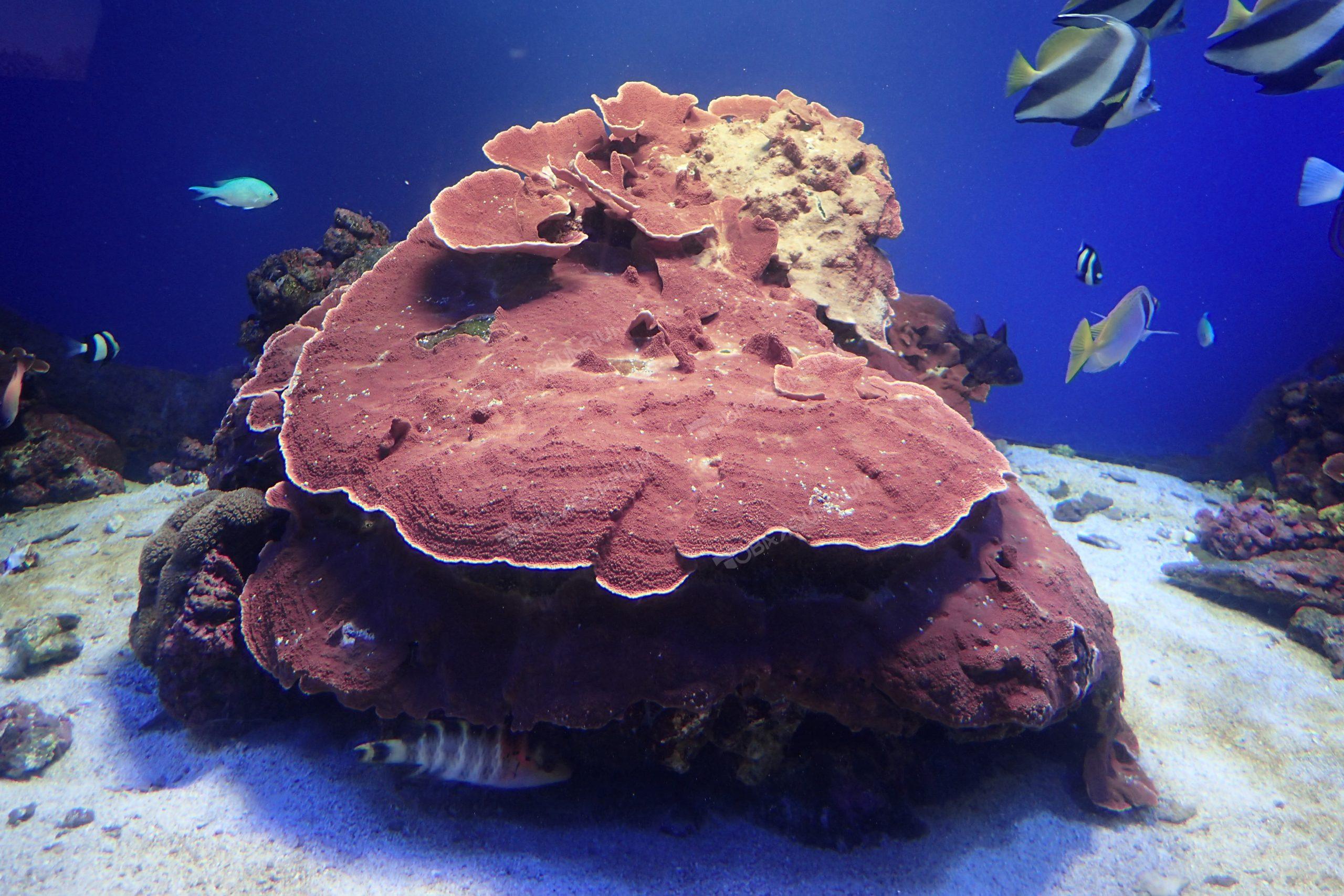 チヂミウスコモンサンゴ - 生きもの図鑑 鳥羽水族館