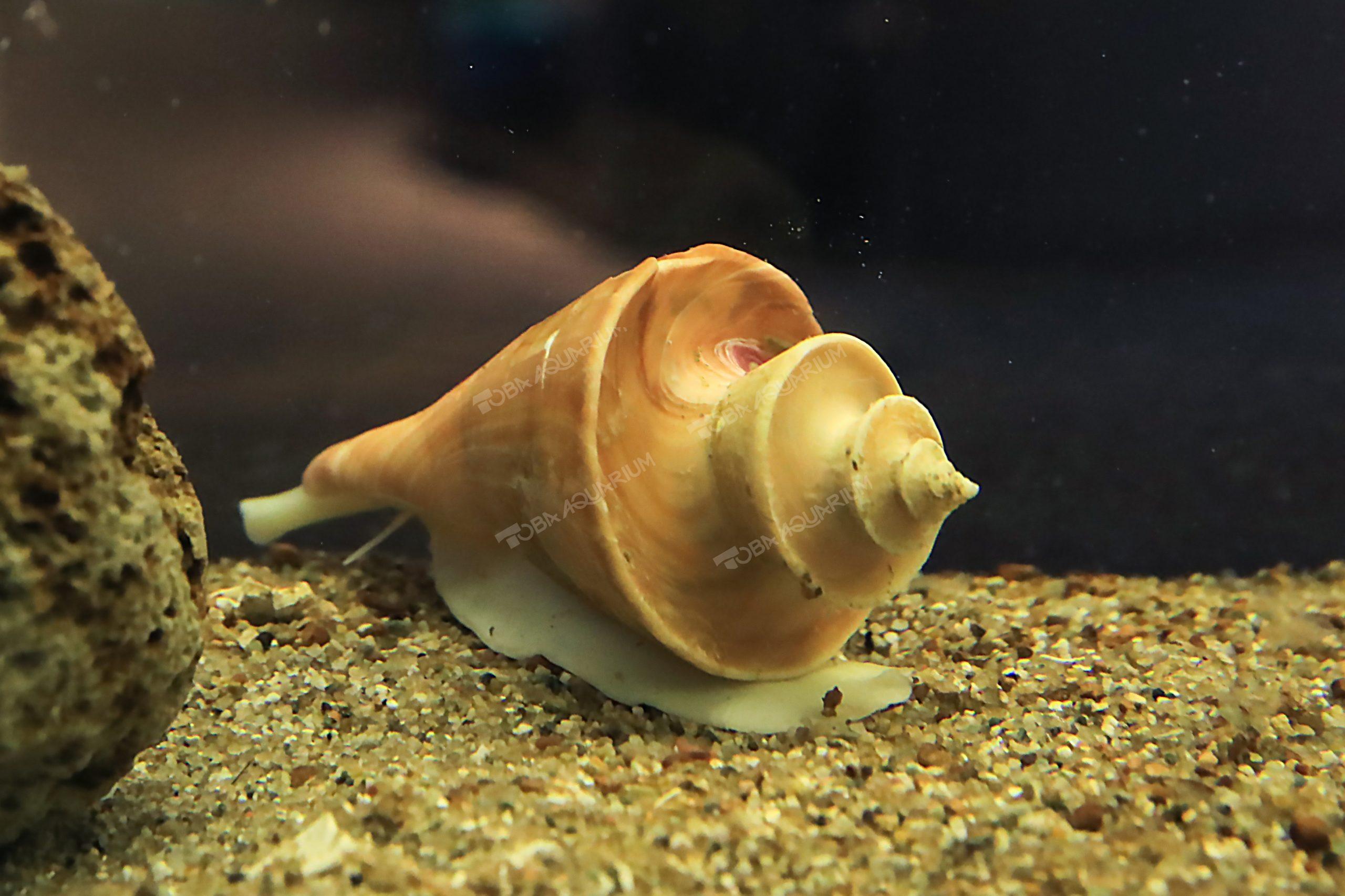チマキボラ - 生きもの図鑑 鳥羽水族館
