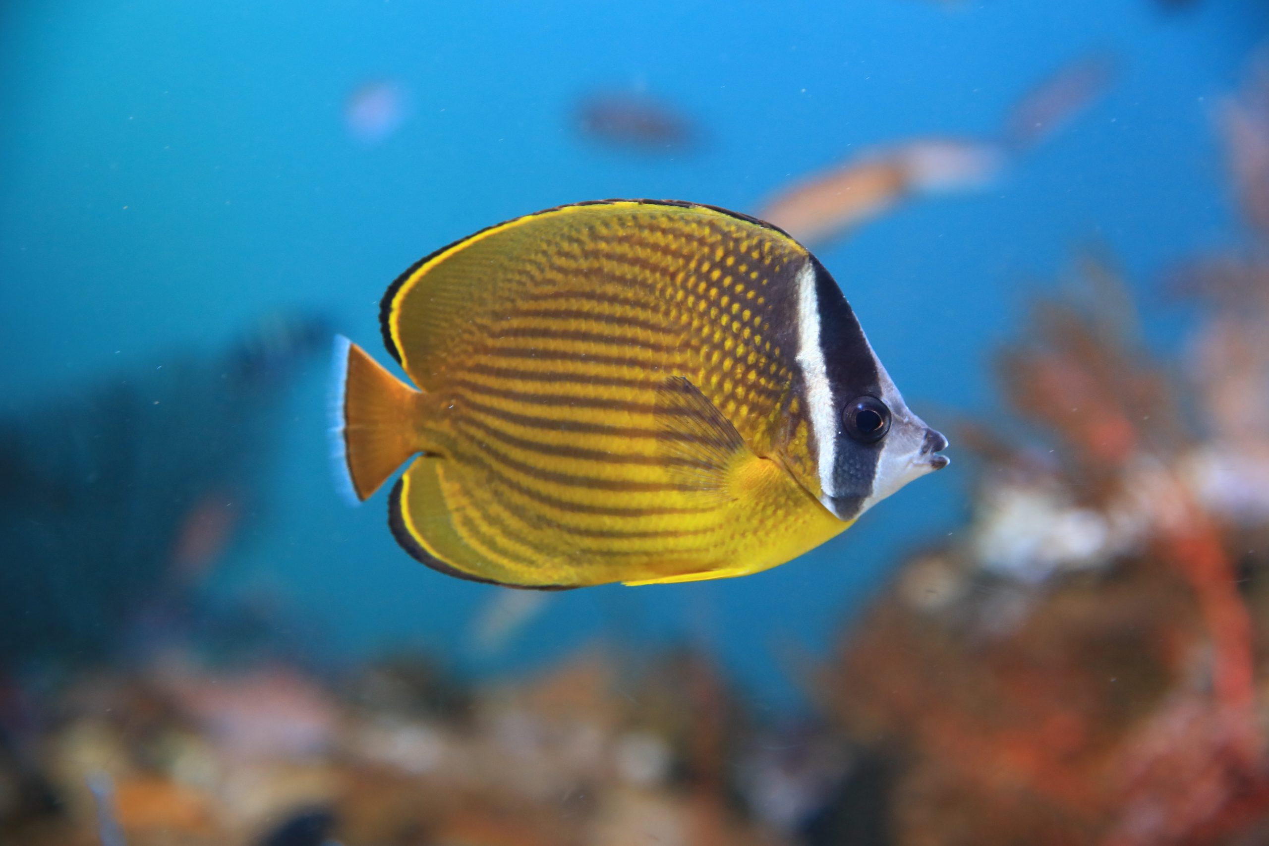 チョウチョウウオ 生きもの図鑑 鳥羽水族館 チョウチョウウオ 生きもの図鑑 鳥羽水族館