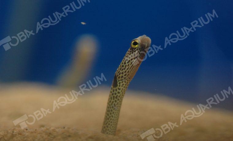 チンアナゴ 生きもの図鑑 鳥羽水族館