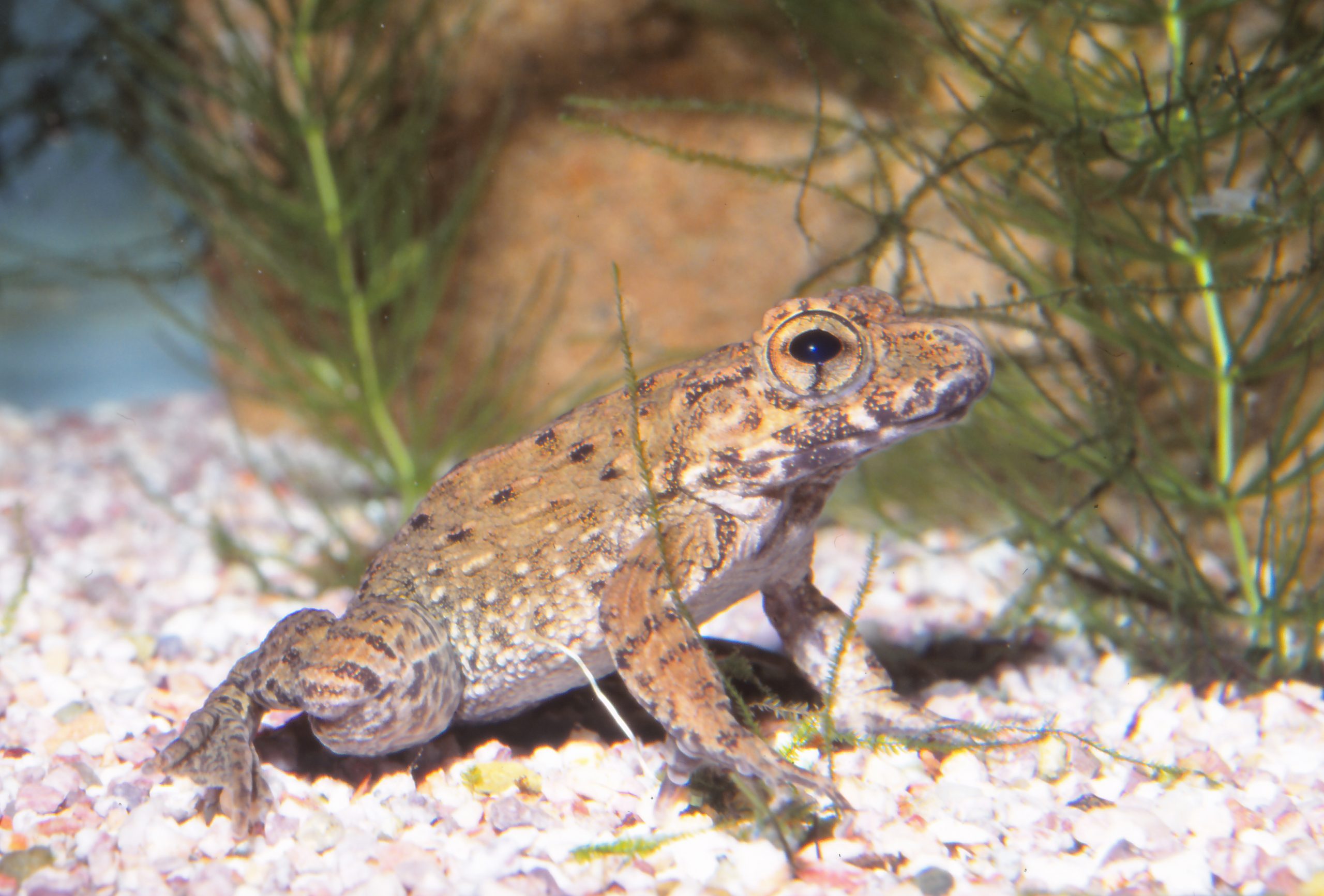 ツチガエル 生きもの図鑑 鳥羽水族館