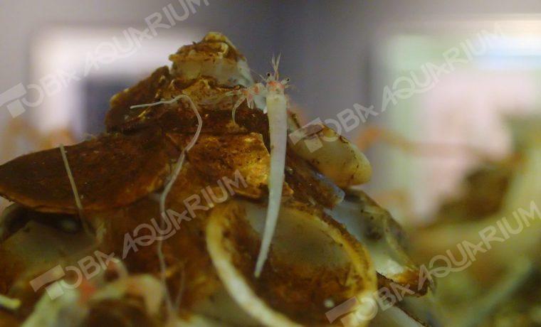 ツノガイヤドカリ 生きもの図鑑 鳥羽水族館